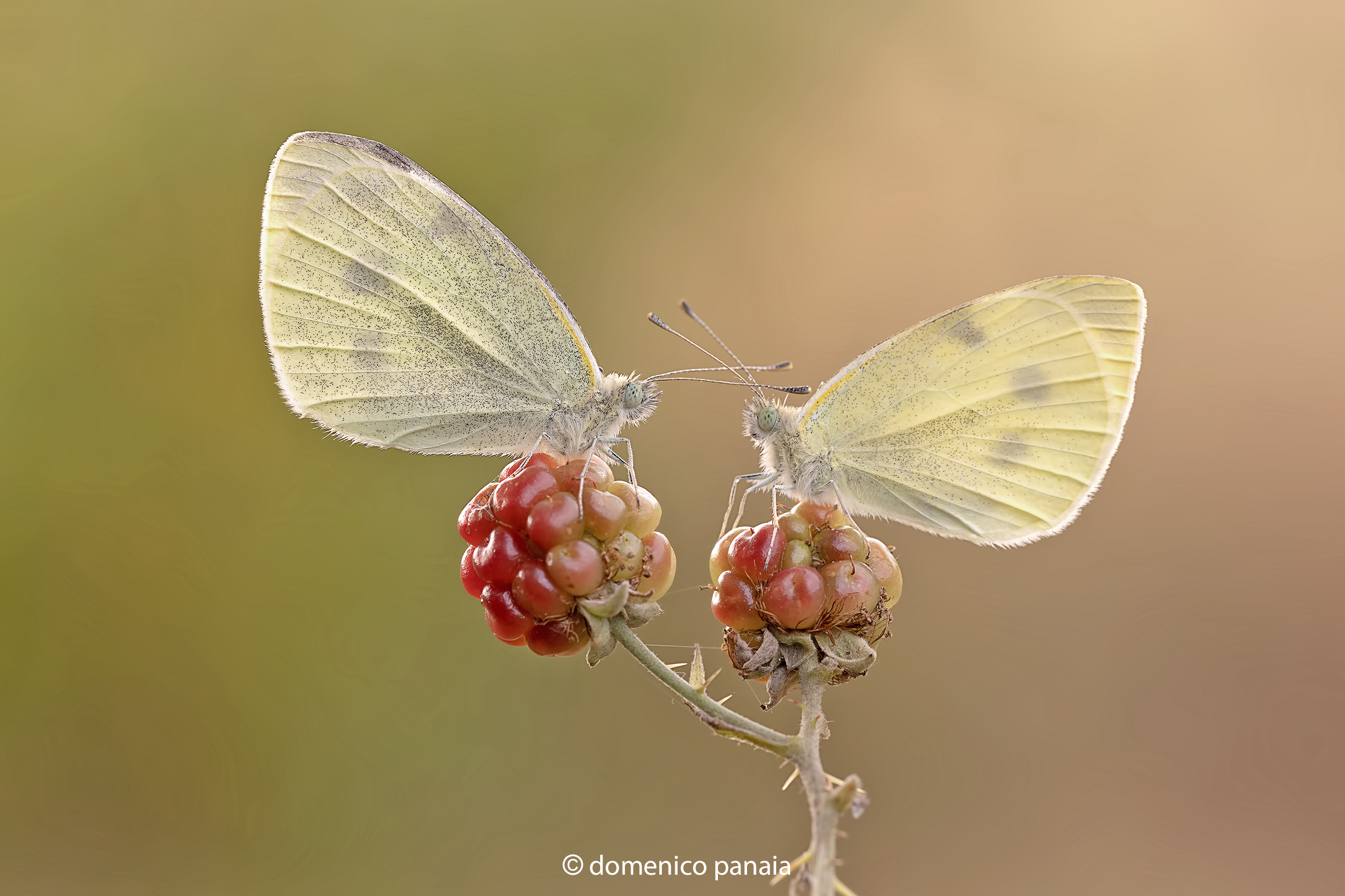 pieris brassicae