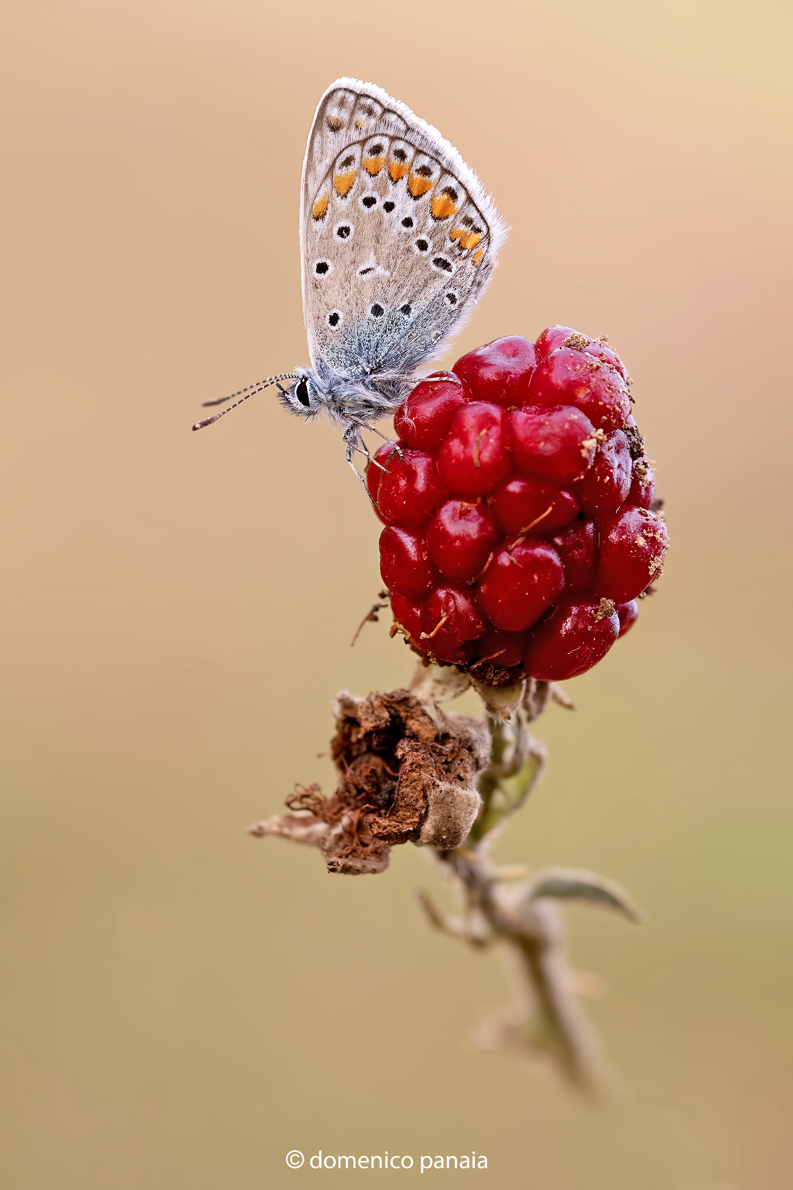 icarus with berries