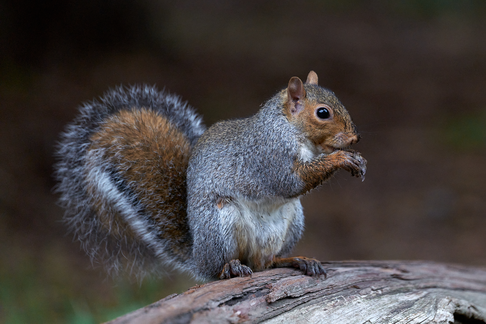 Scoiattolo grigio