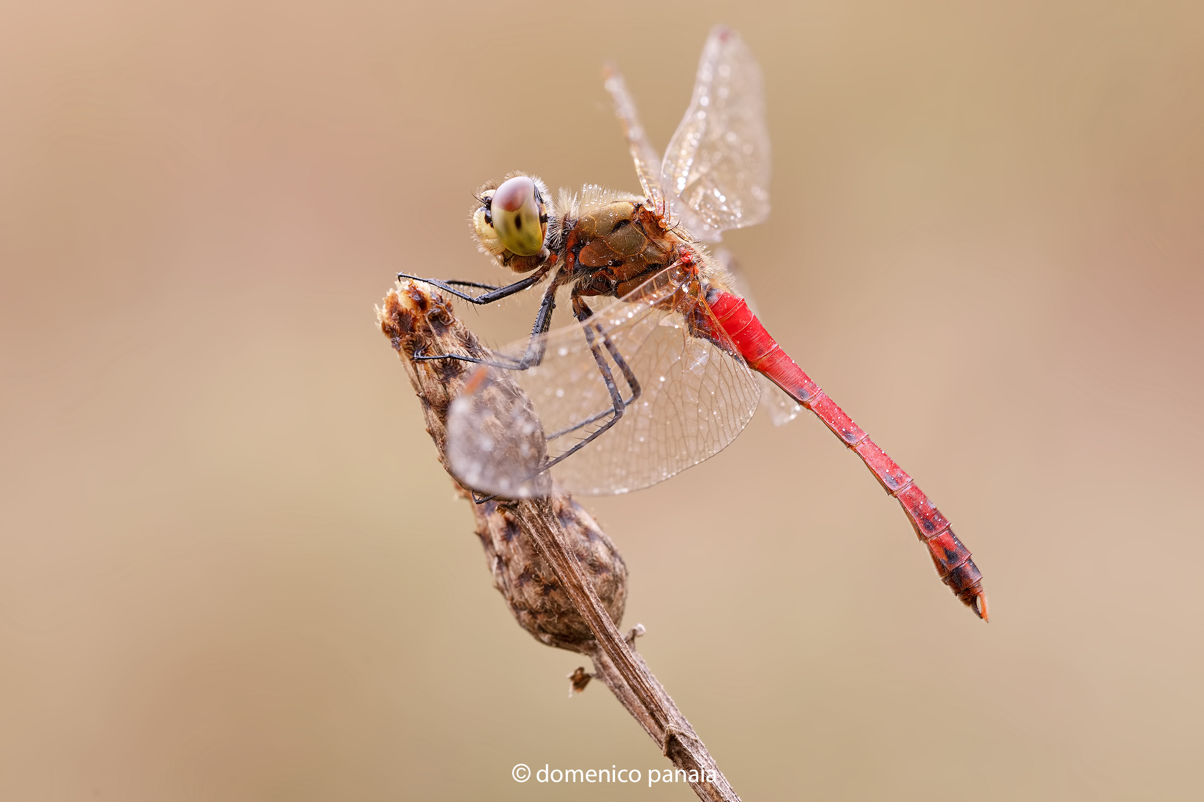 sympetrum depressisculum
