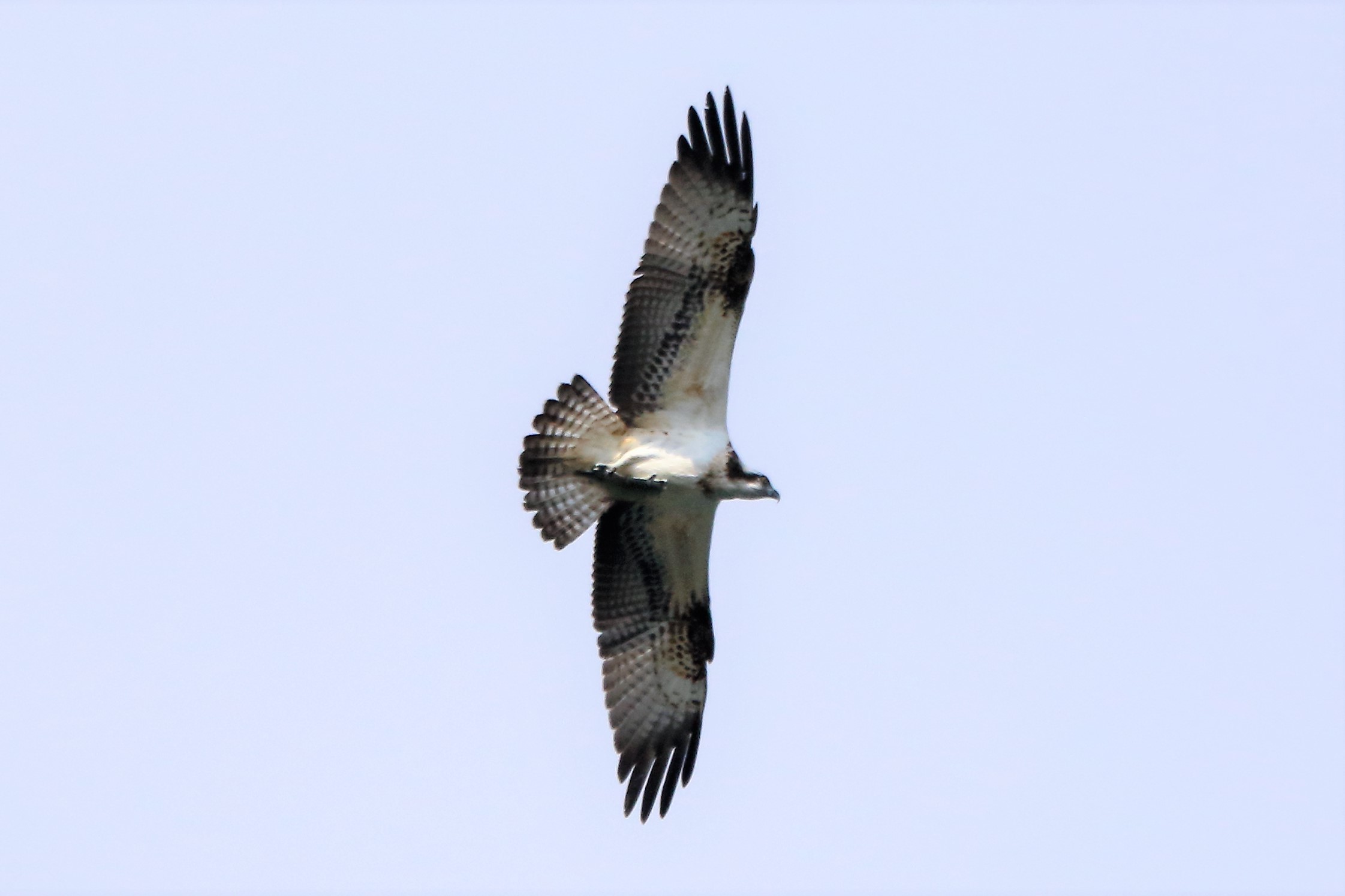 Osprey with prey