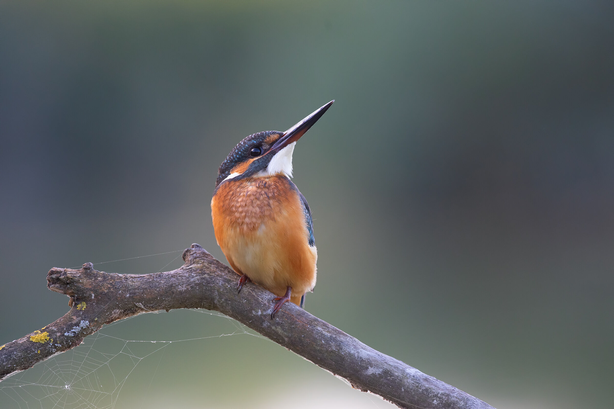 Serenità (Martin Pescatore)