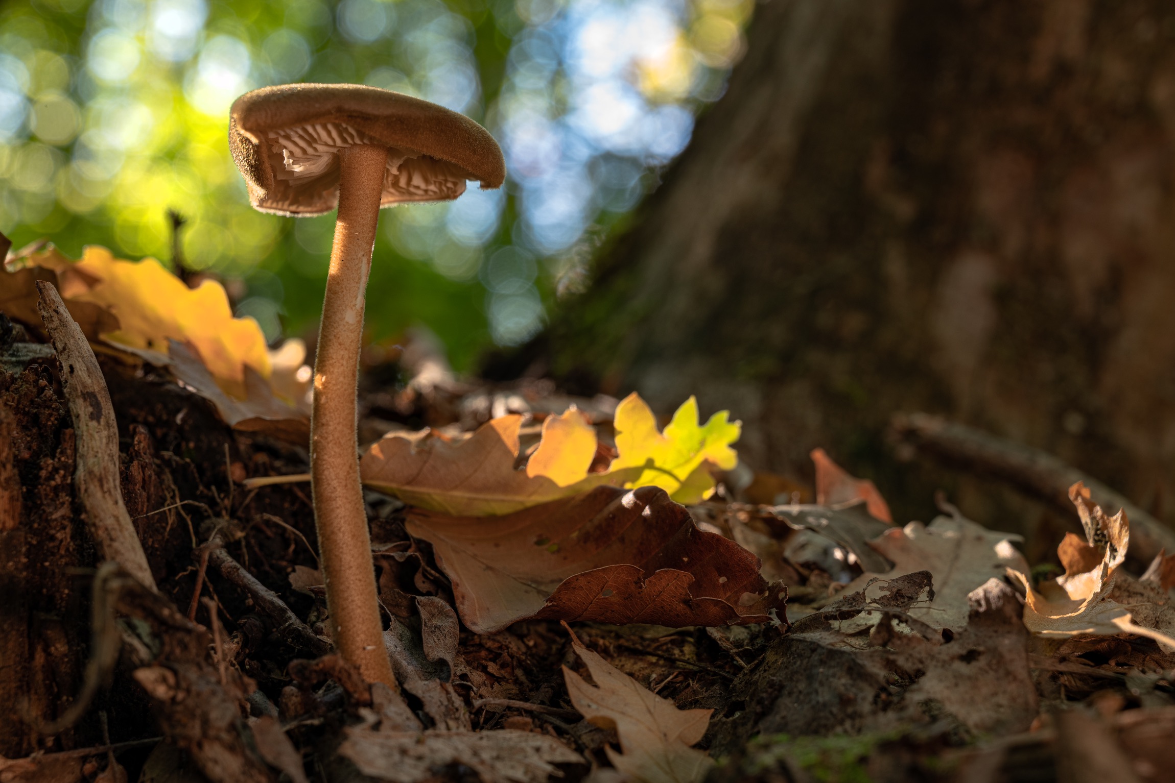 Panaeolus in the oak undergrowth - Parma Apennines
