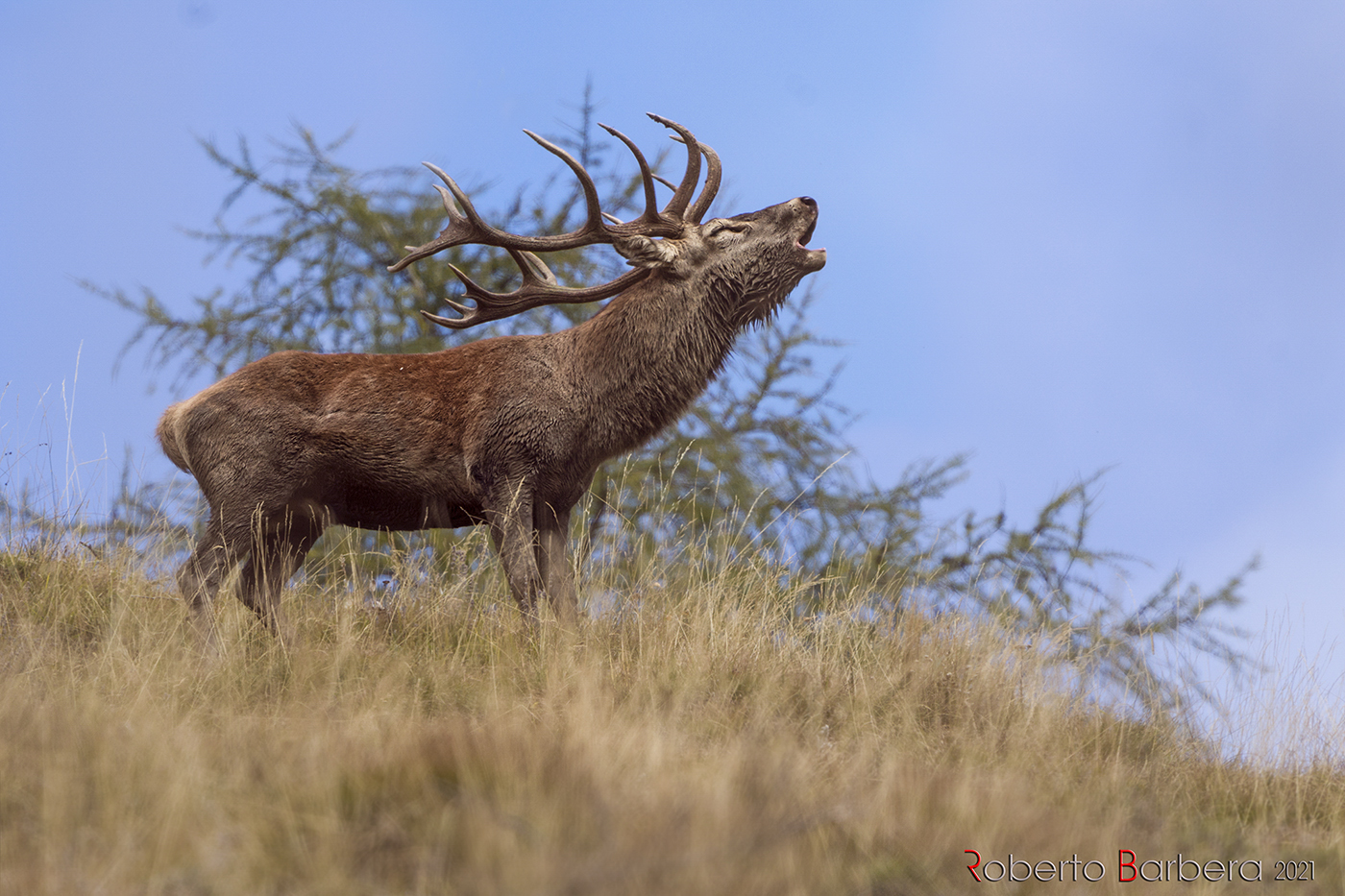 Crowned to the roar. Noble deer, Alpes-Maritimes