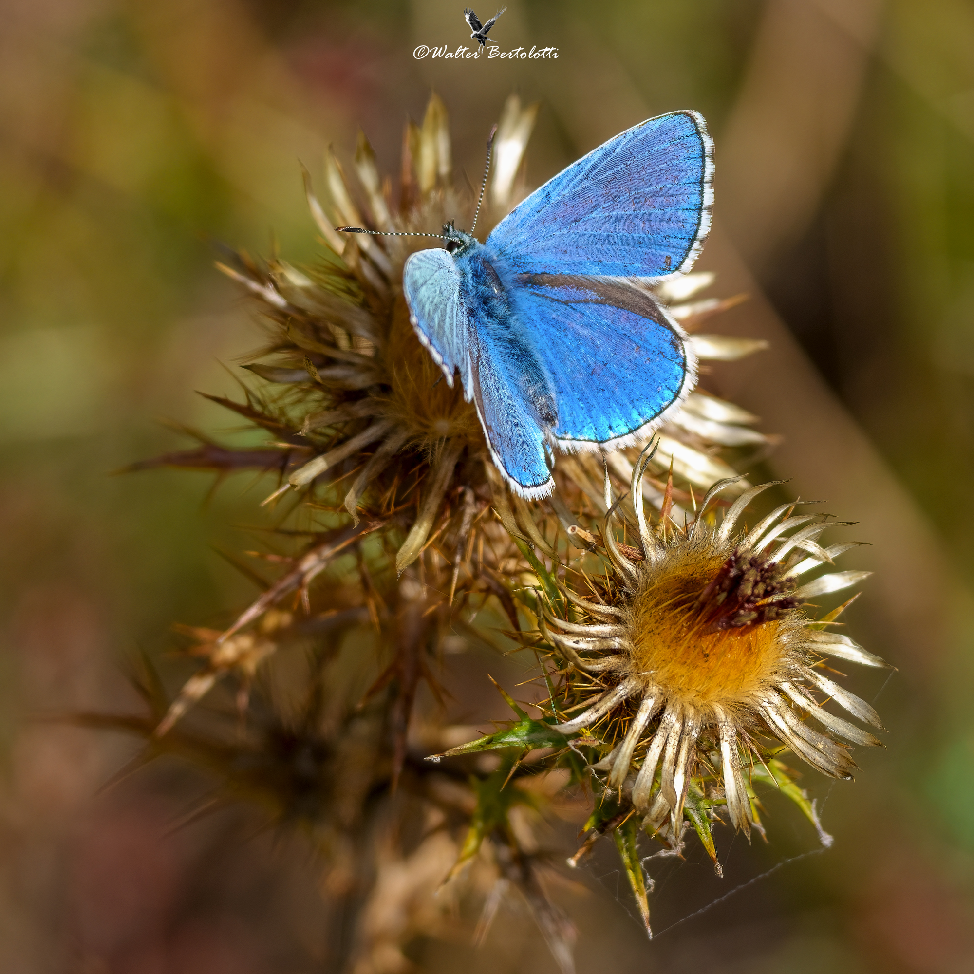 Polyommatus bellargus