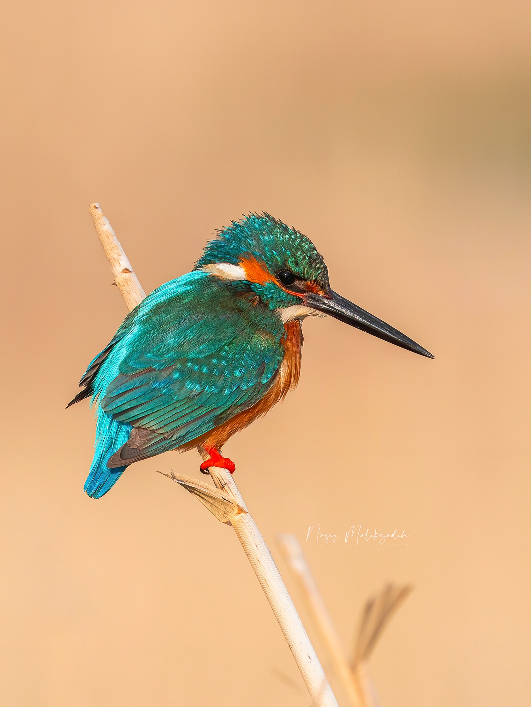 King fisher