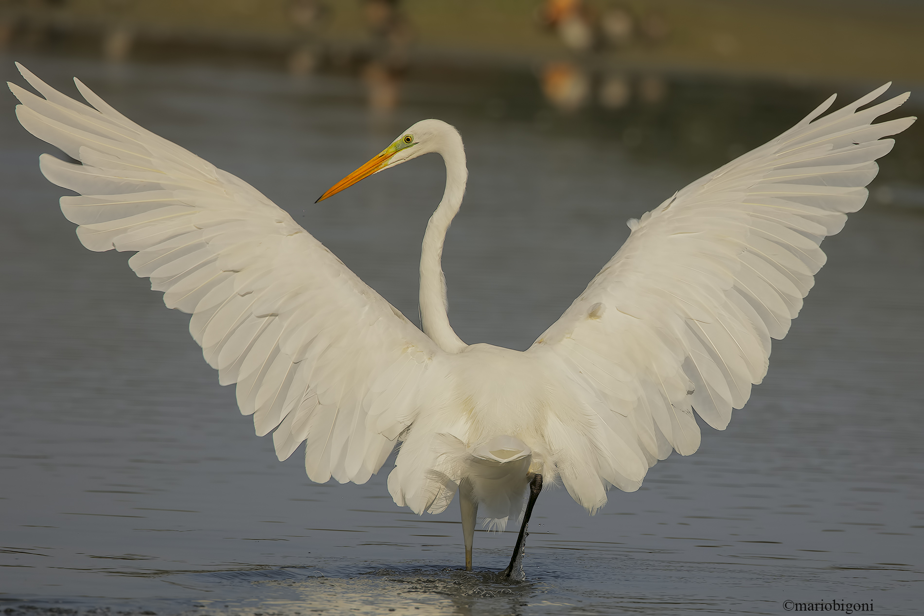 Airone bianco maggiore