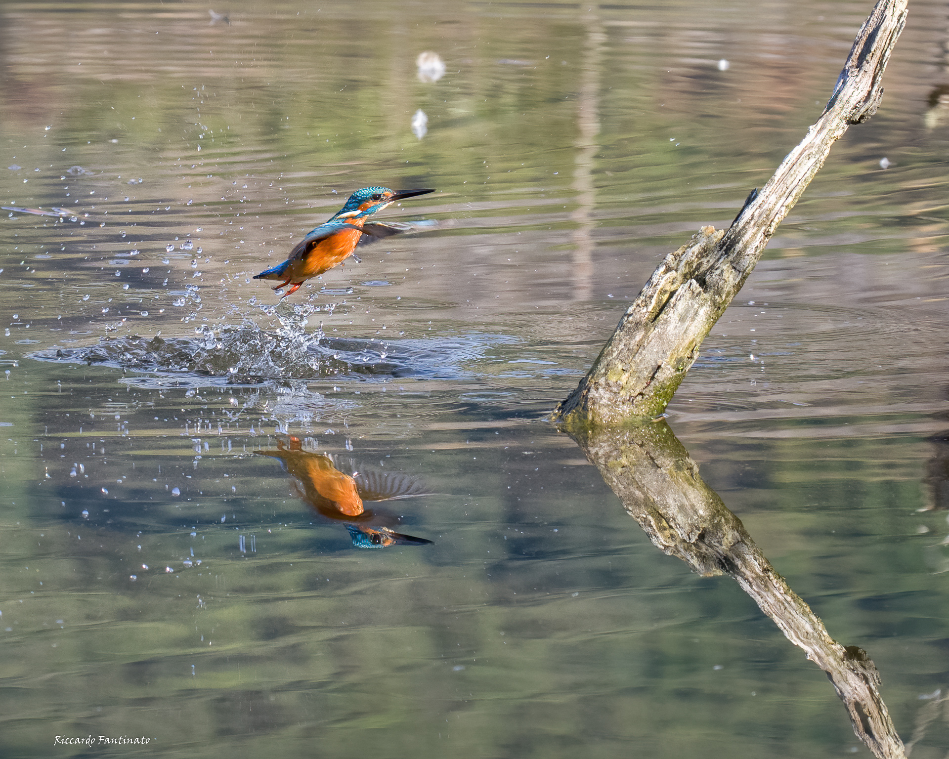 il Martino Pescatore  ... rientro a becco asciutto  :)