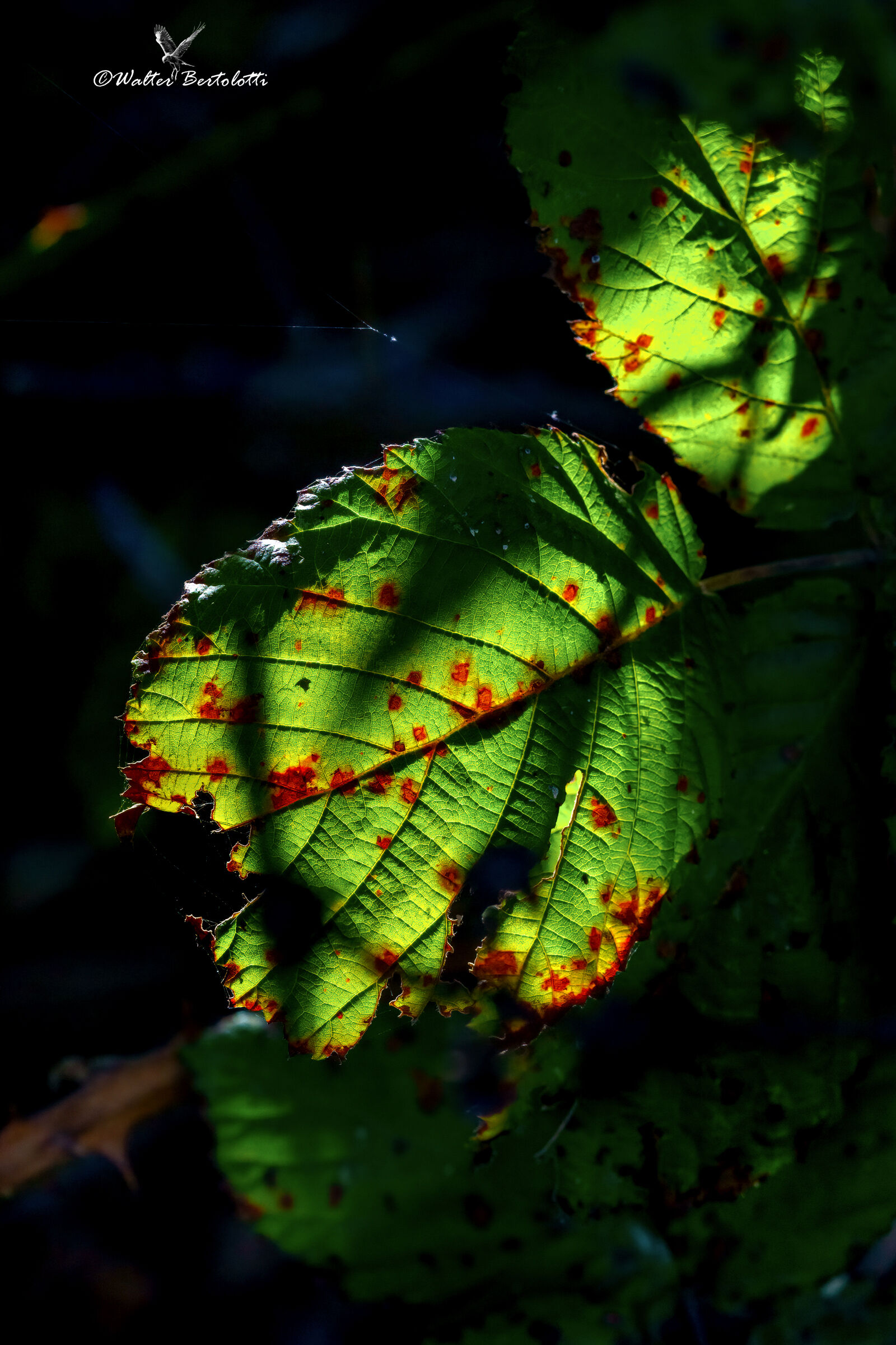 la luce dell'autunno nelle foglie