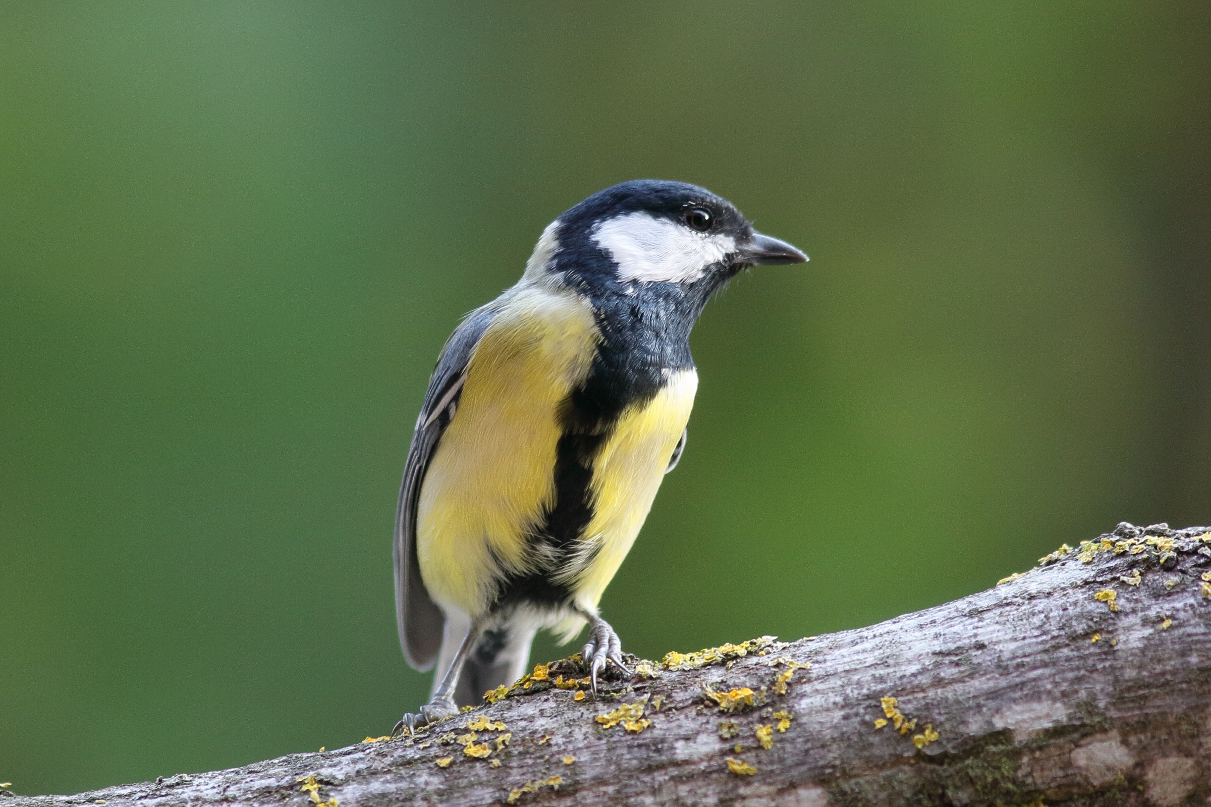 Parus maior     cinciallegra