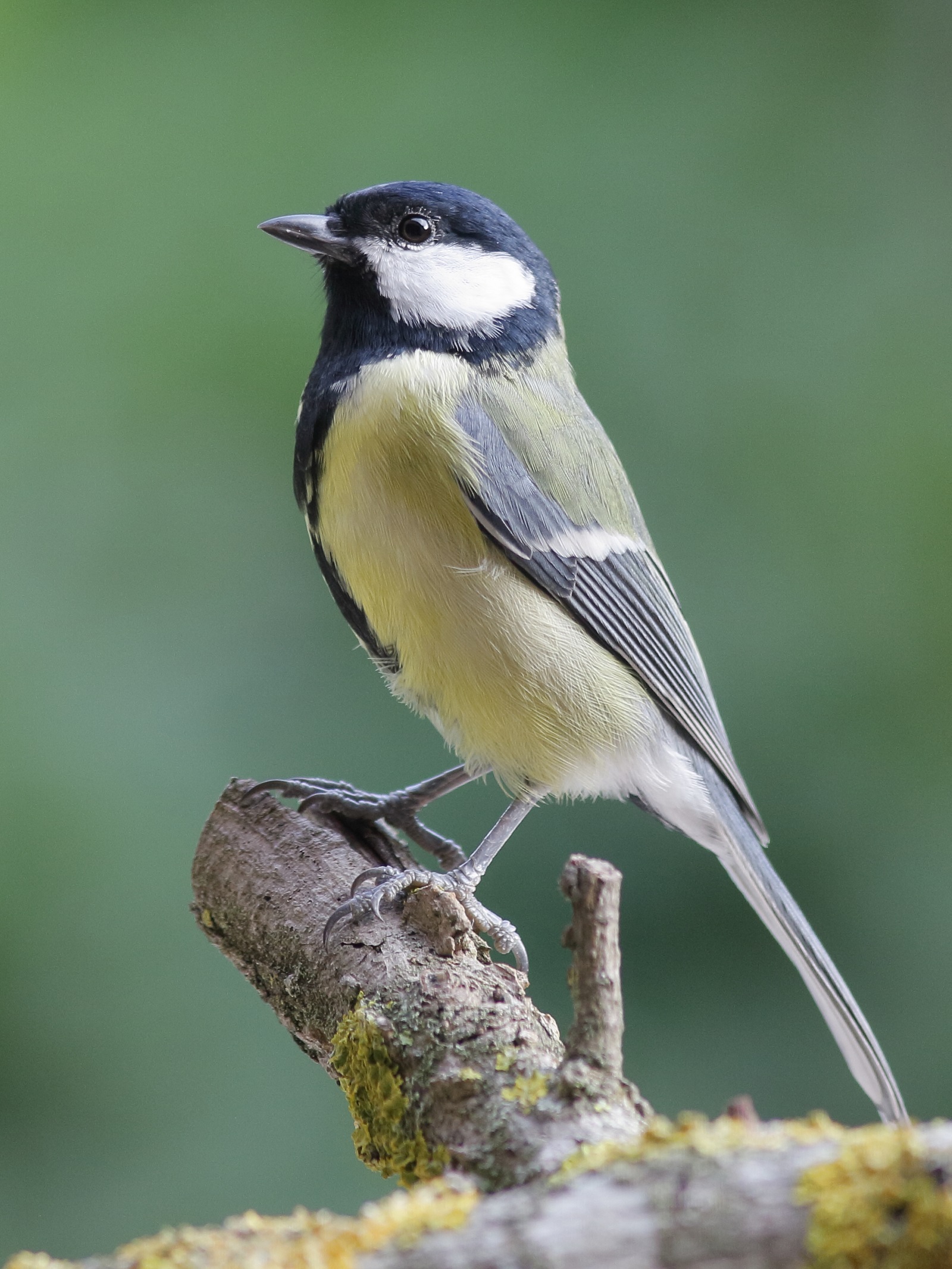 Parus major    cinciallegra