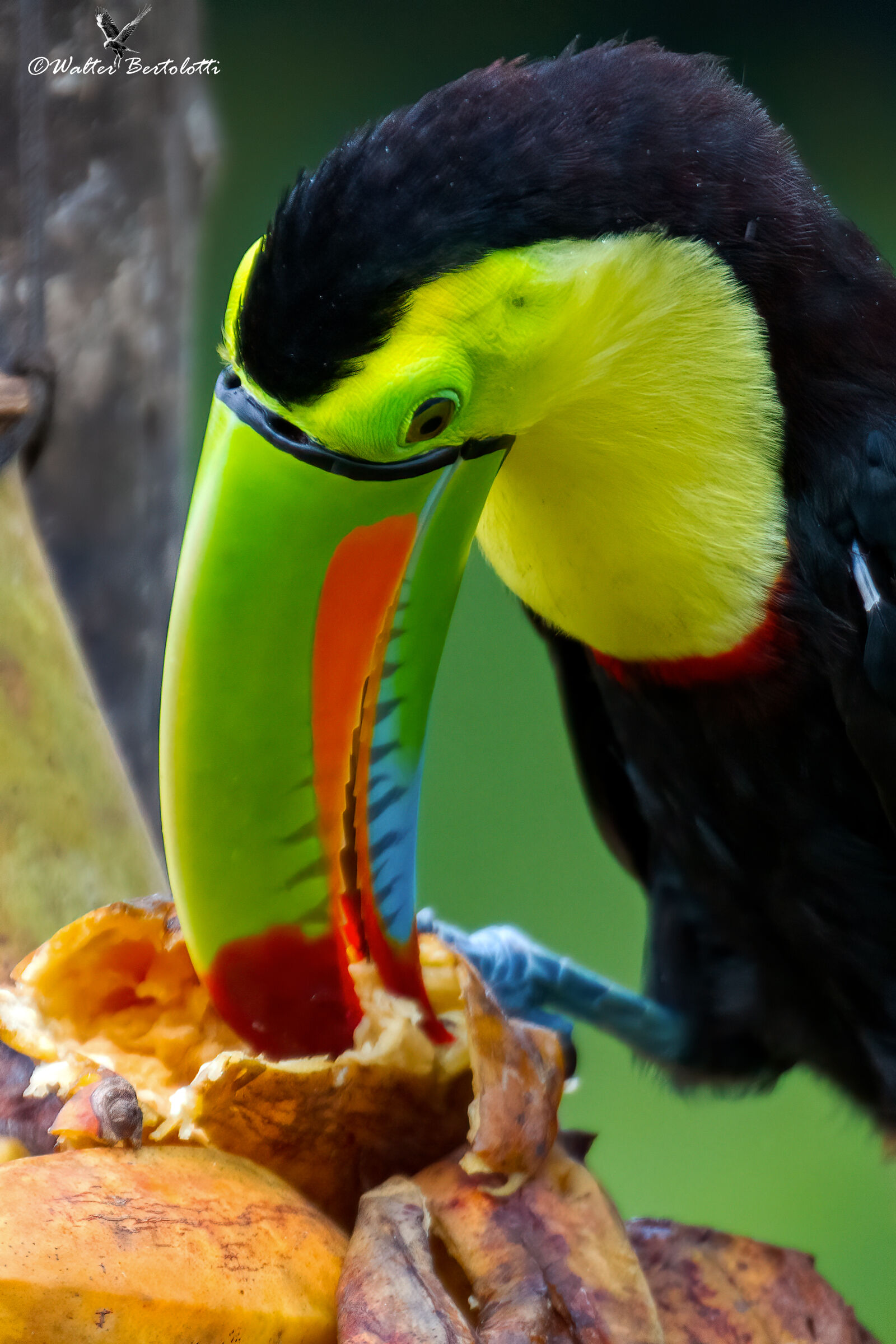 Costa Rica gourmet