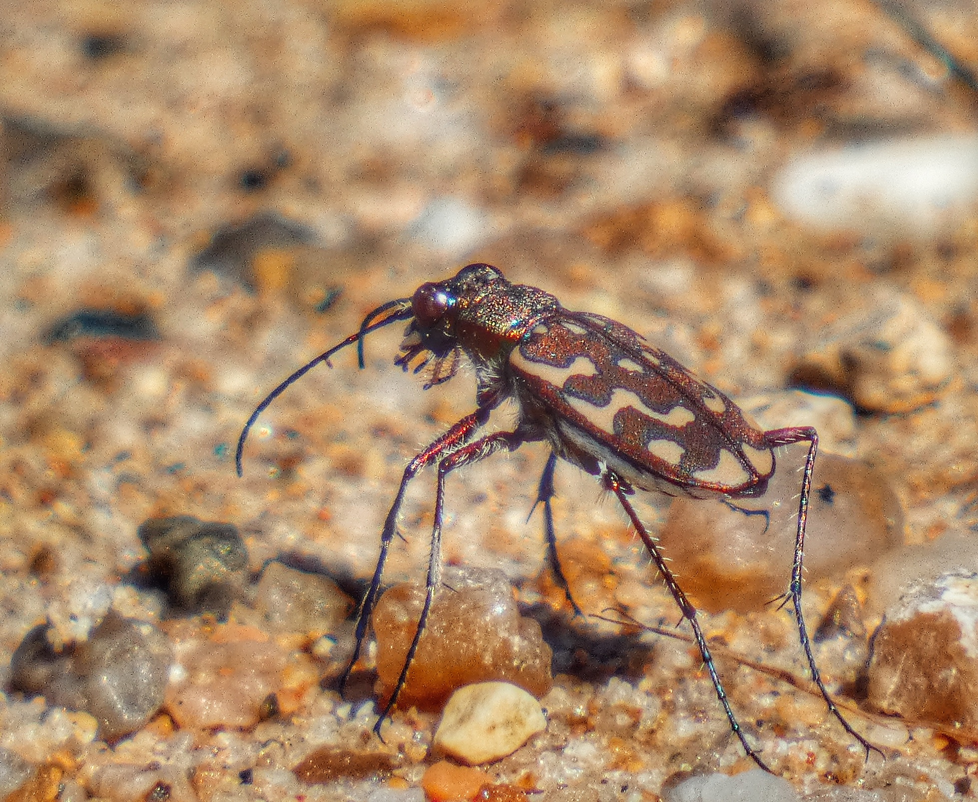 Lophyra flexuosa