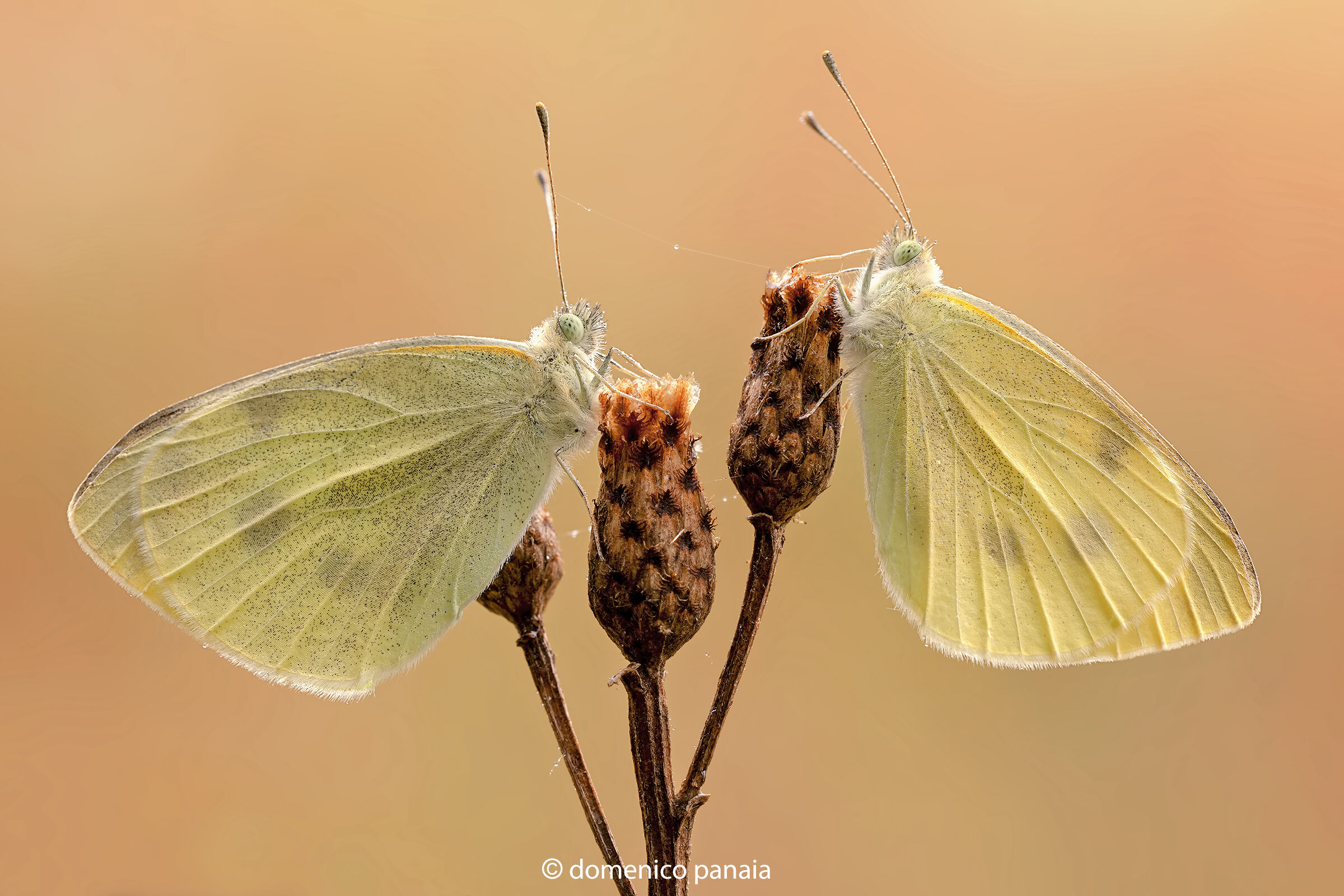 pieris brassicae