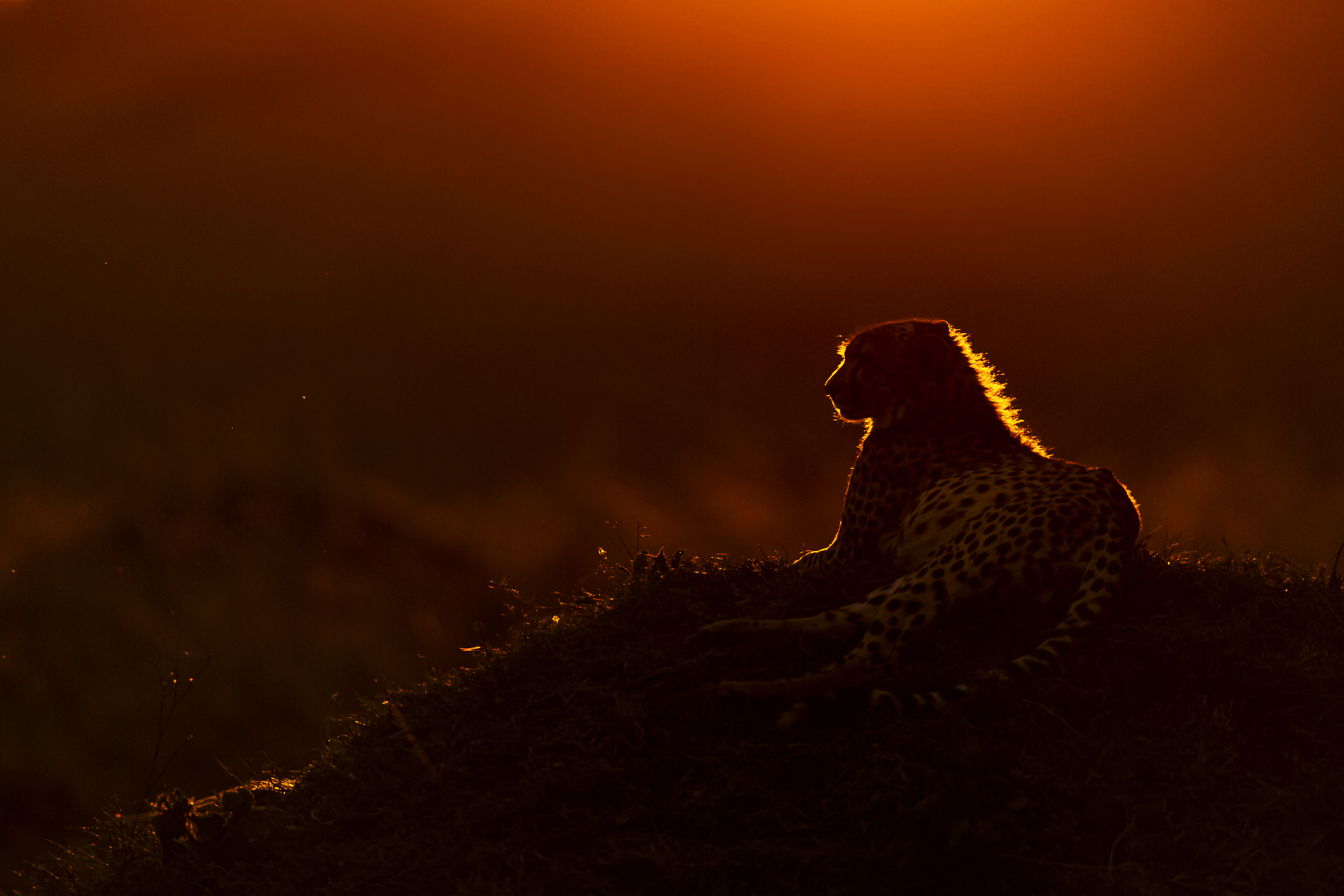Ghepardo scruta la savana circostante al tramonto