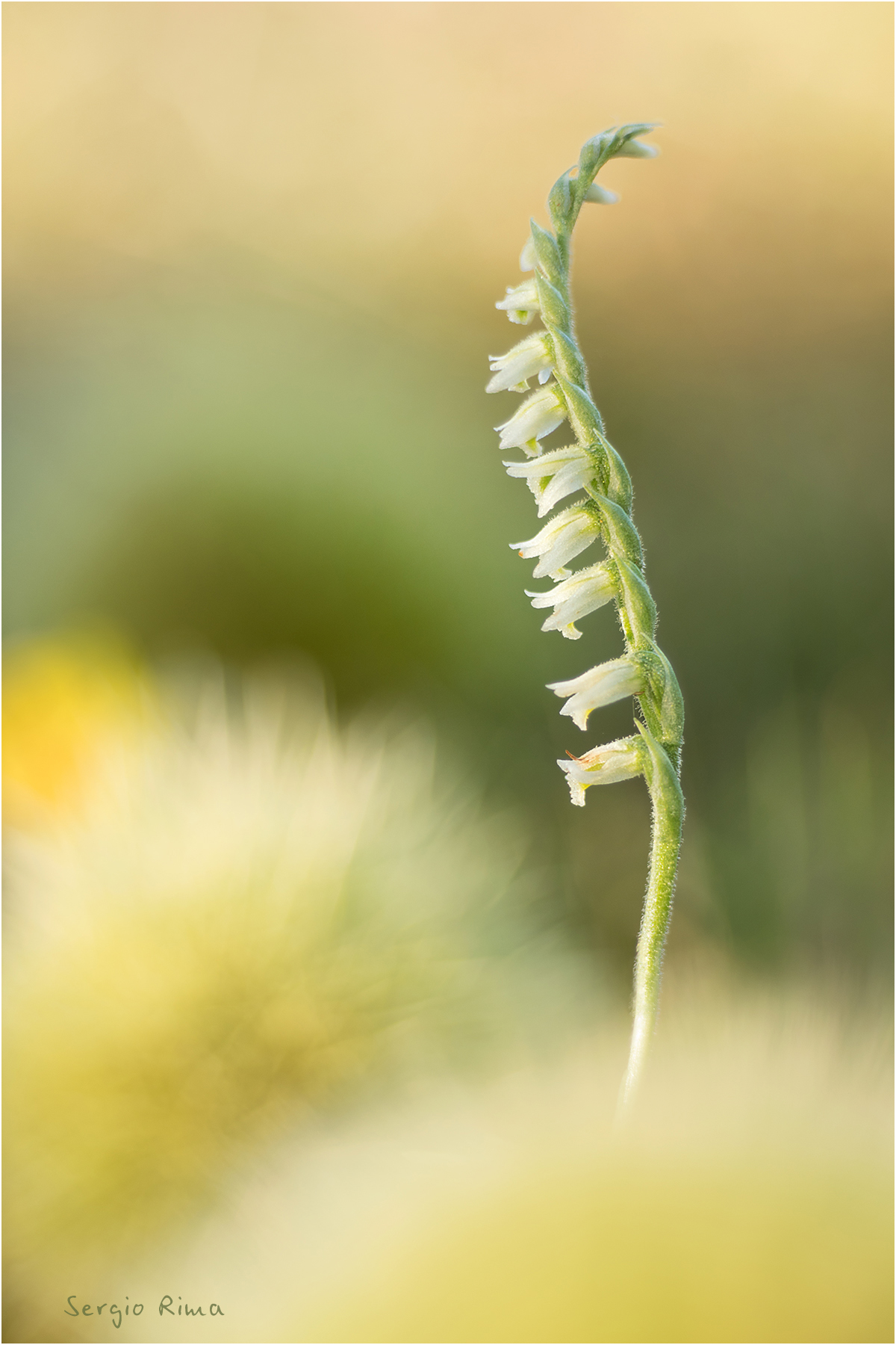 Spiranthes spiralis