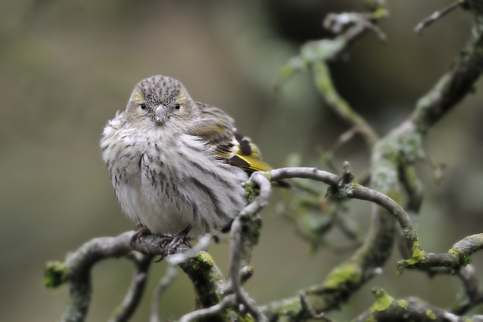 Siskin female