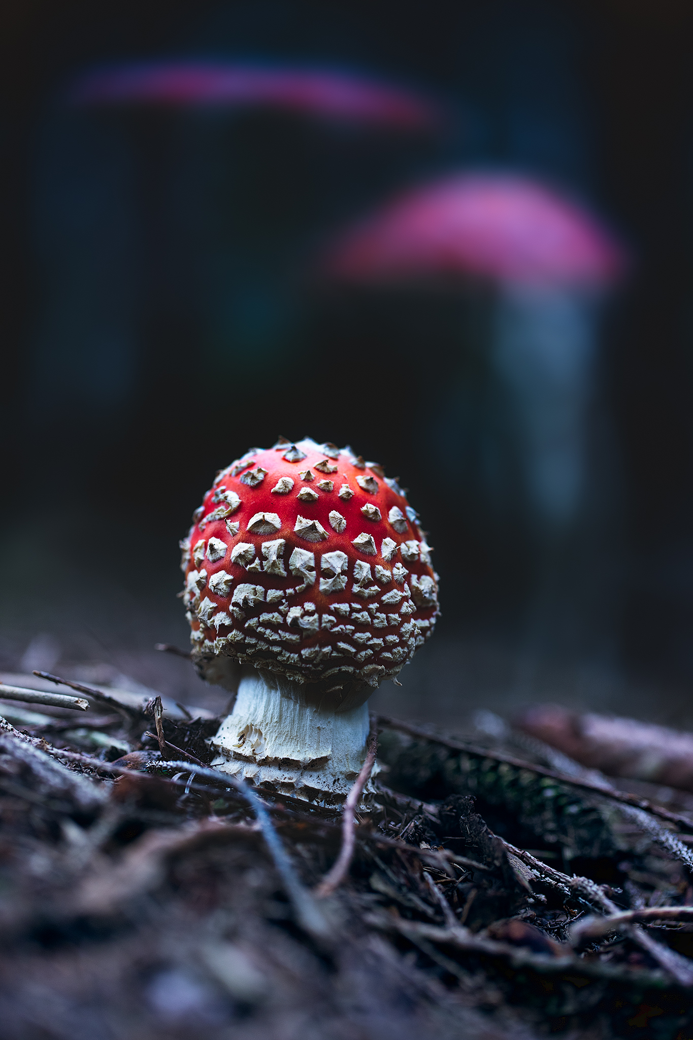 Amanita muscaria