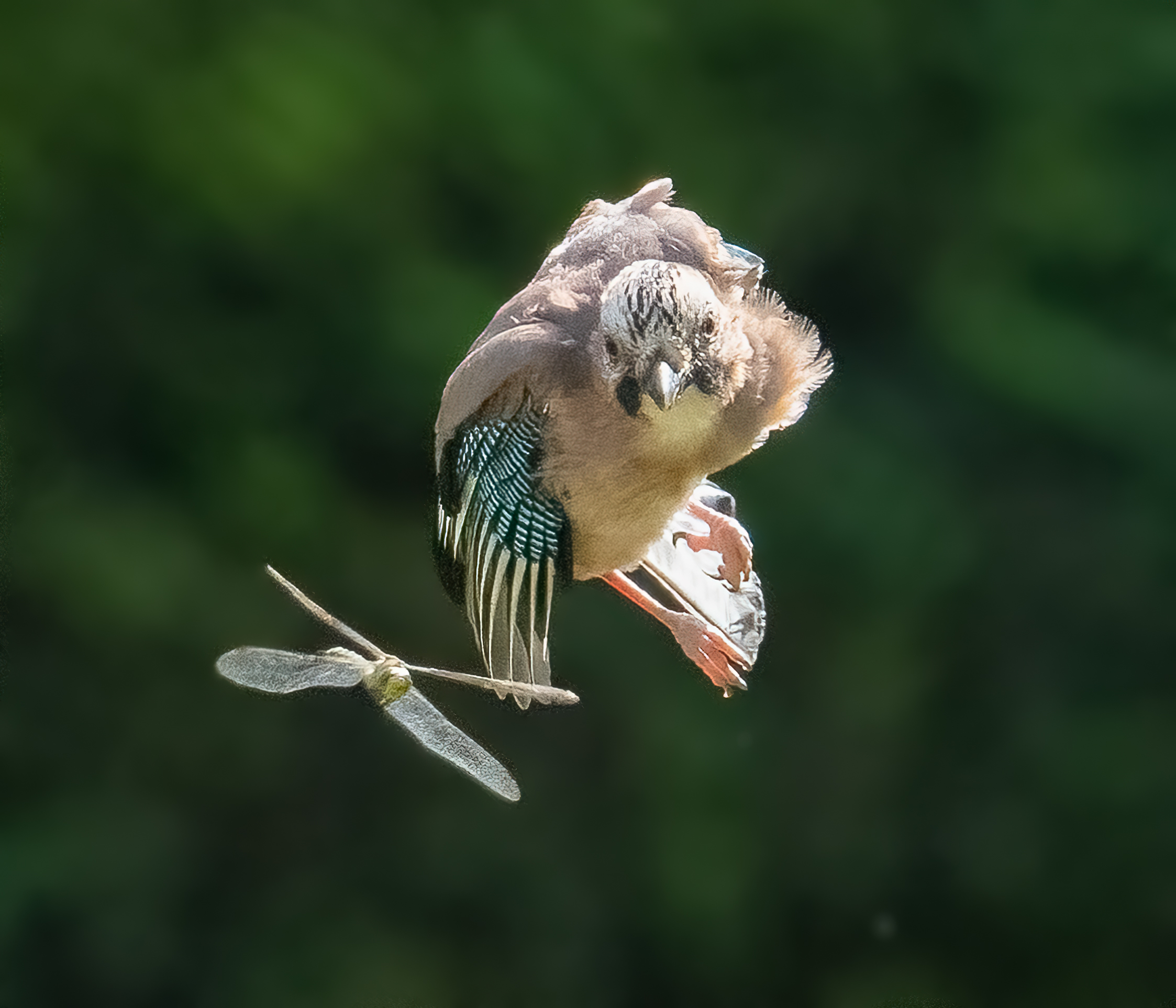 Scena di caccia - Ghiandaia vs libellula