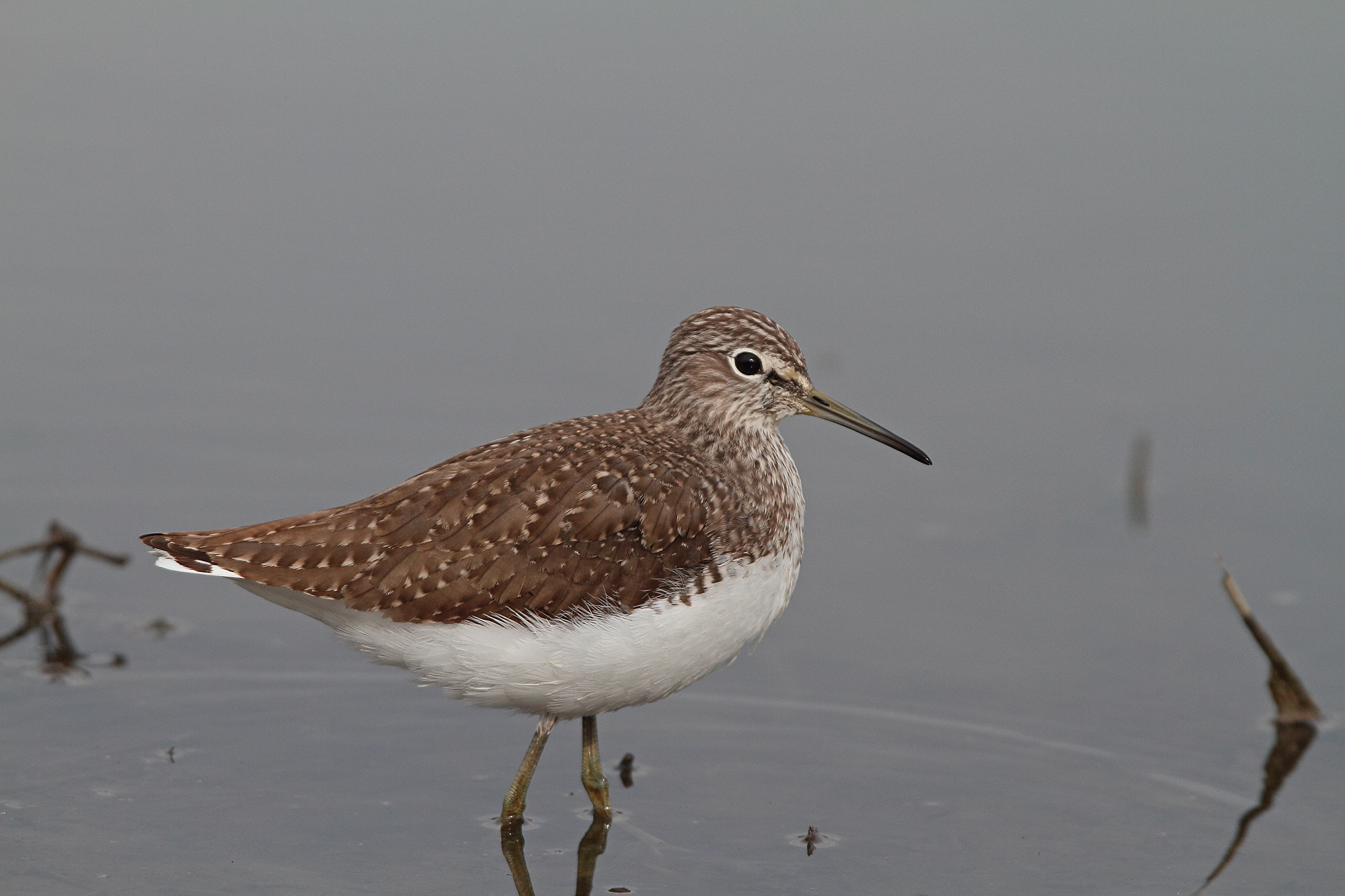 Sandpiper