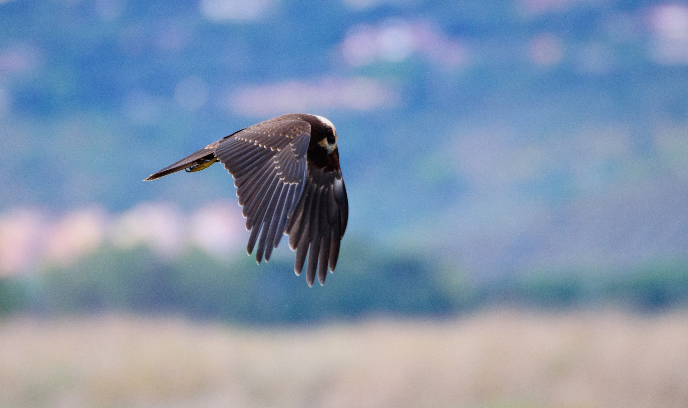 " Reconnaissance " Marsh falcon
