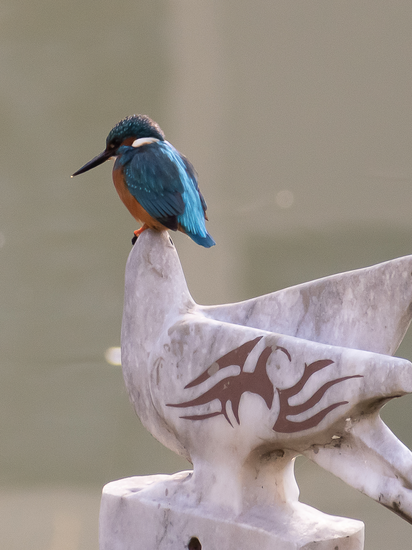 kingfisher