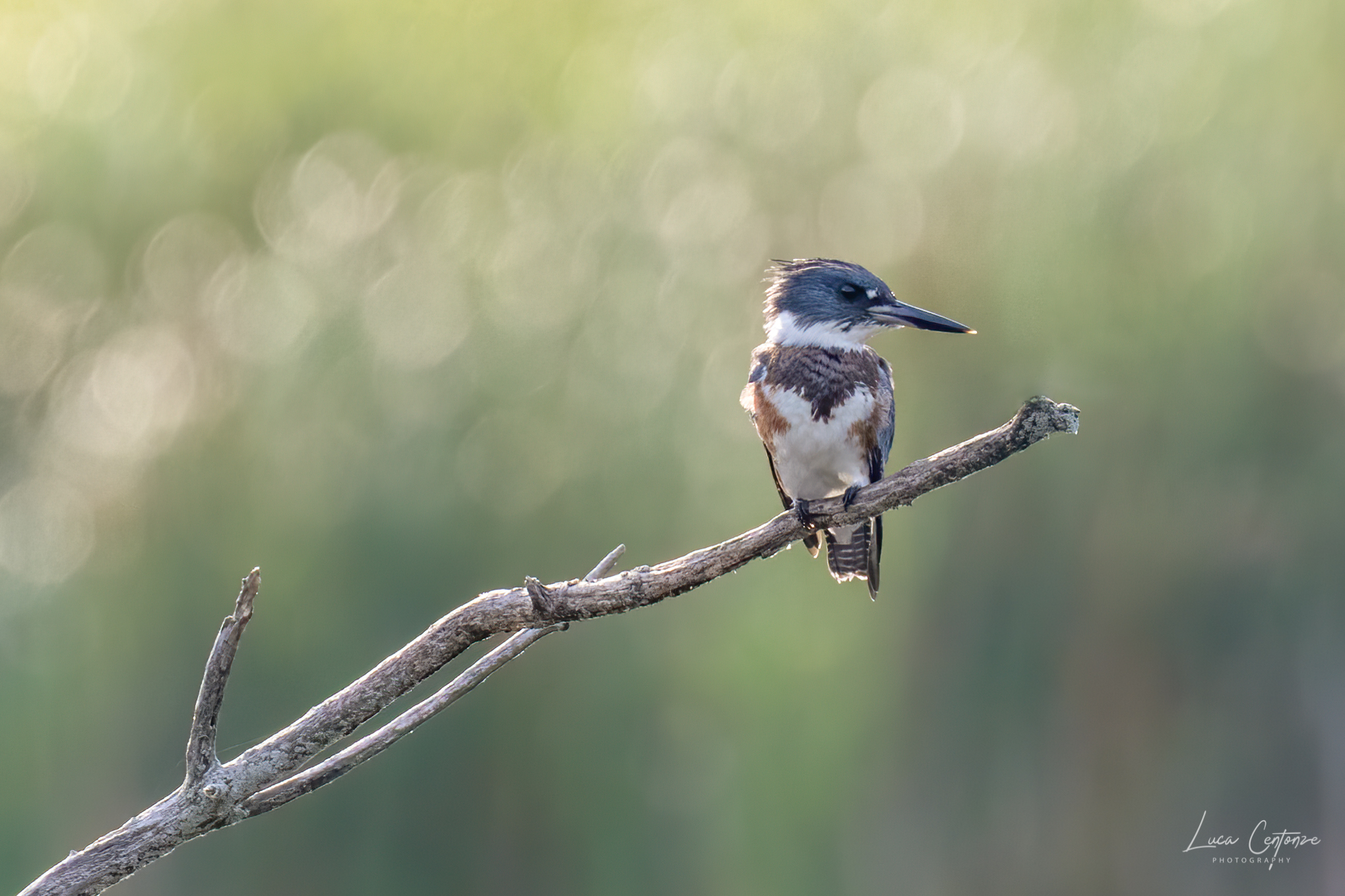 Belted Kingfisher