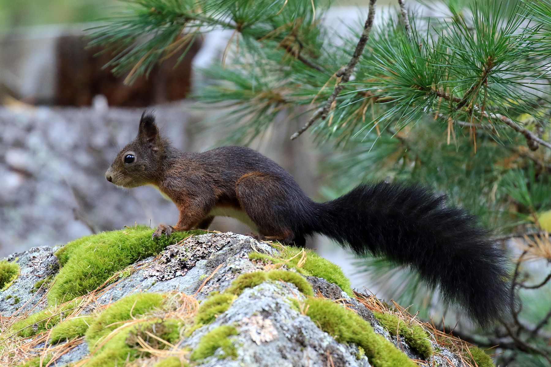 Red squirrel