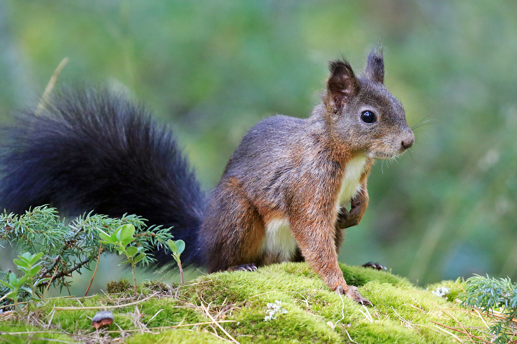 Red squirrel