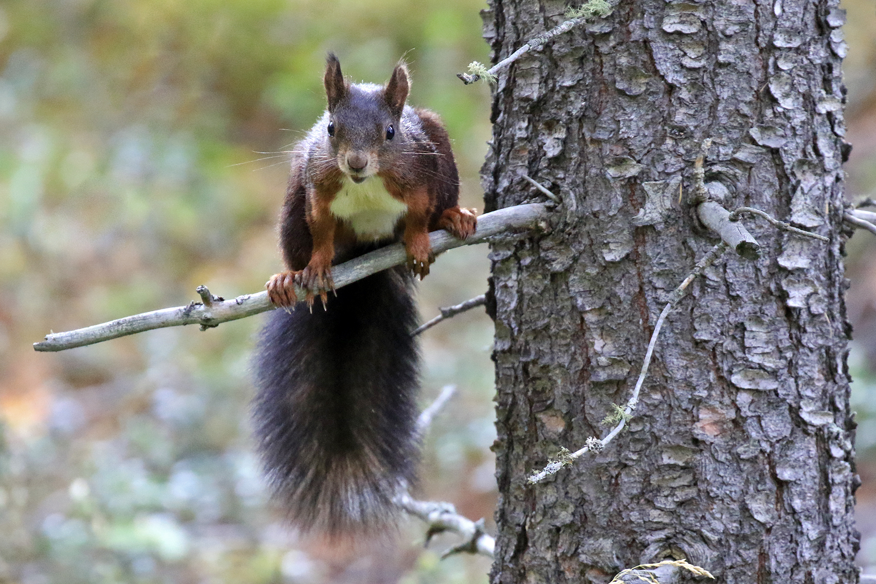 Red squirrel