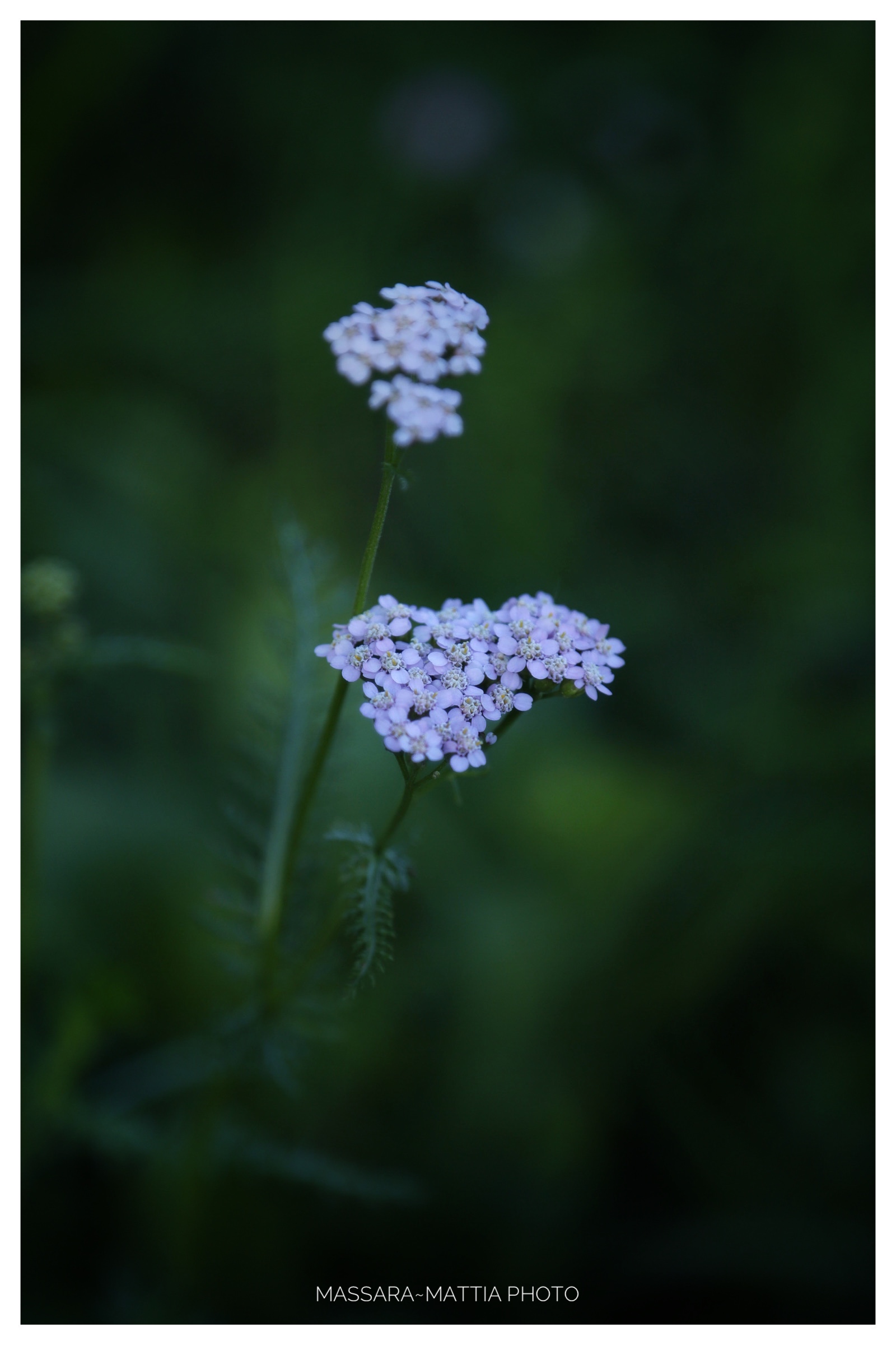 Untitled Photo
