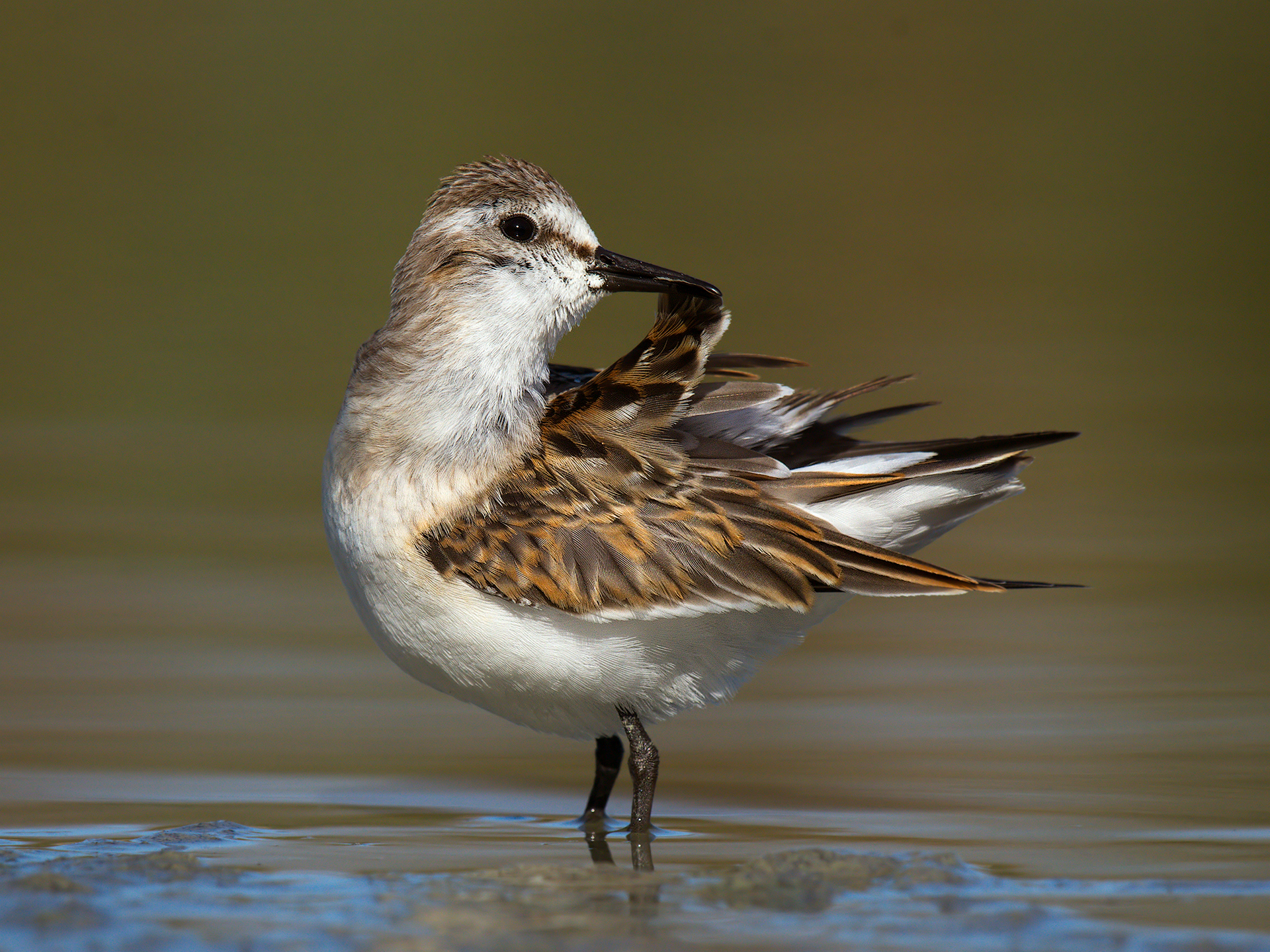 Gambecchio in cura del piumaggio