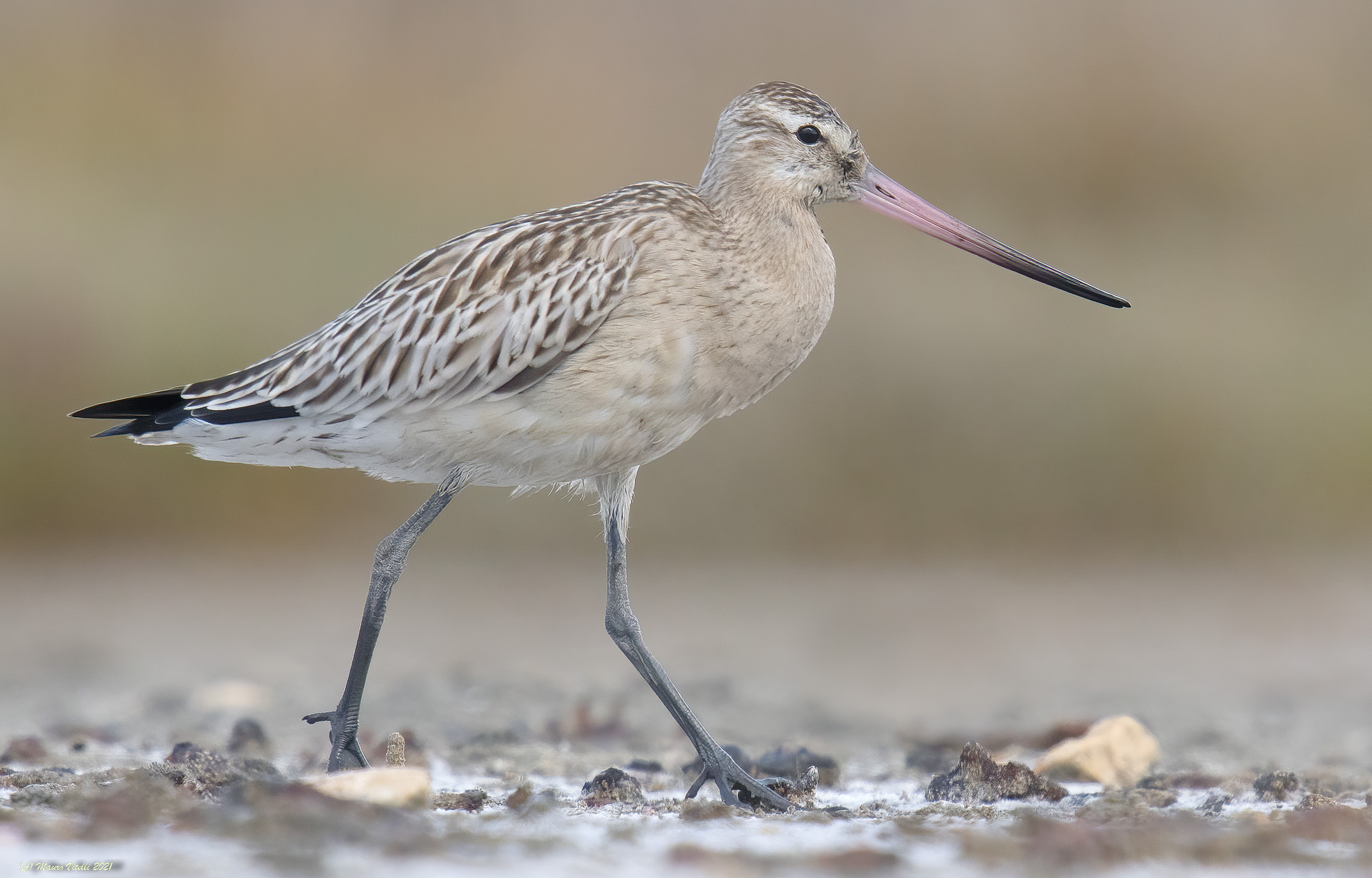 Pittima Minore (Limosa lapponica)