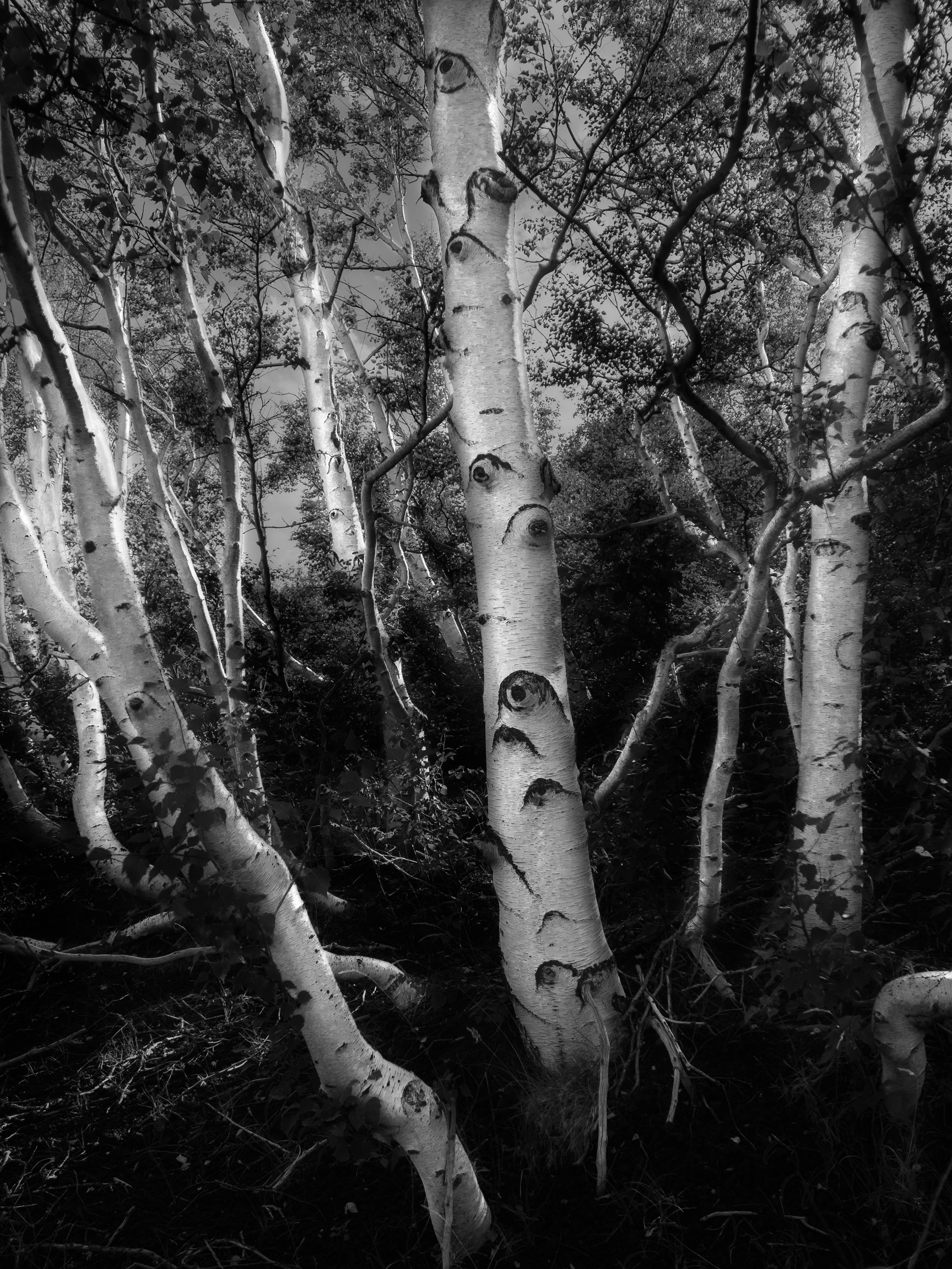 Etna birches