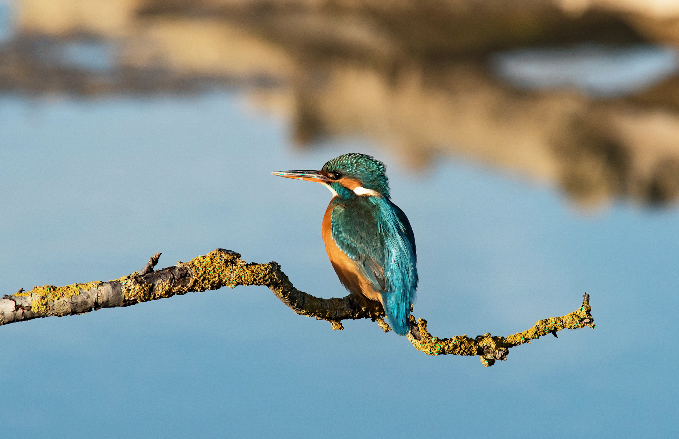 Kingfisher (f)