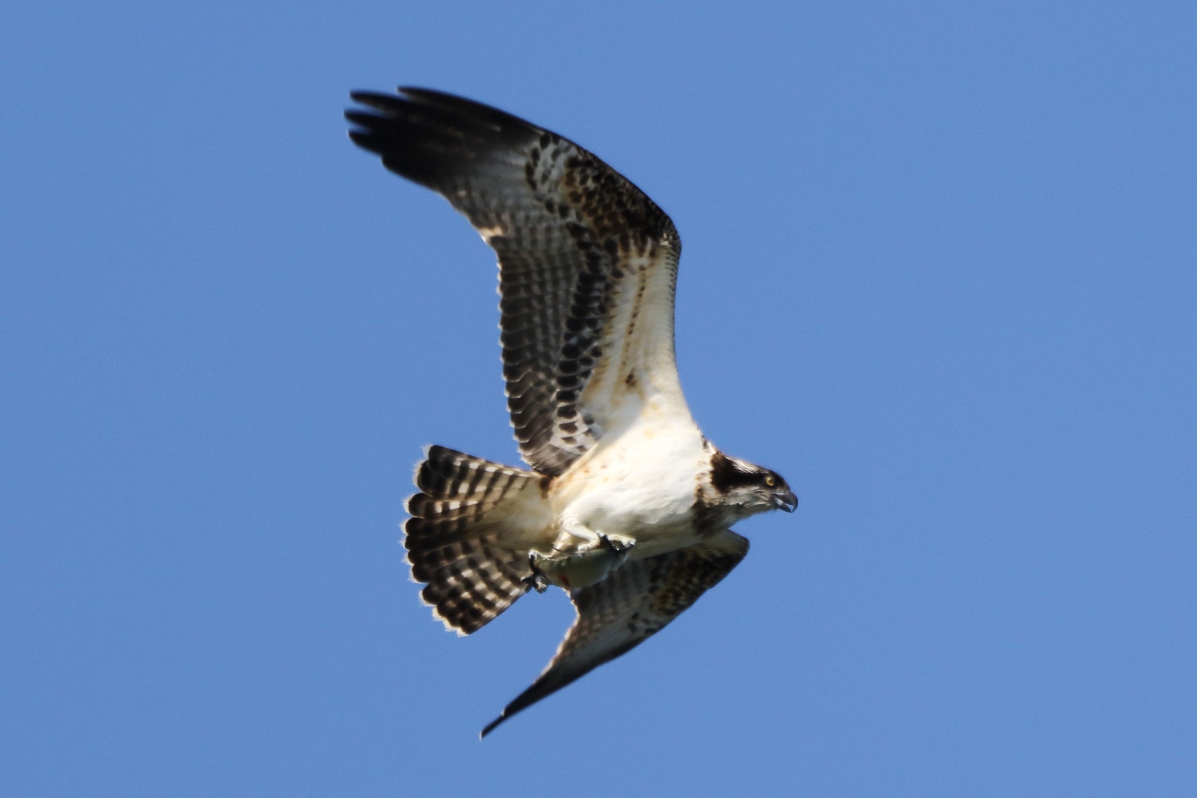 Osprey with prey 149