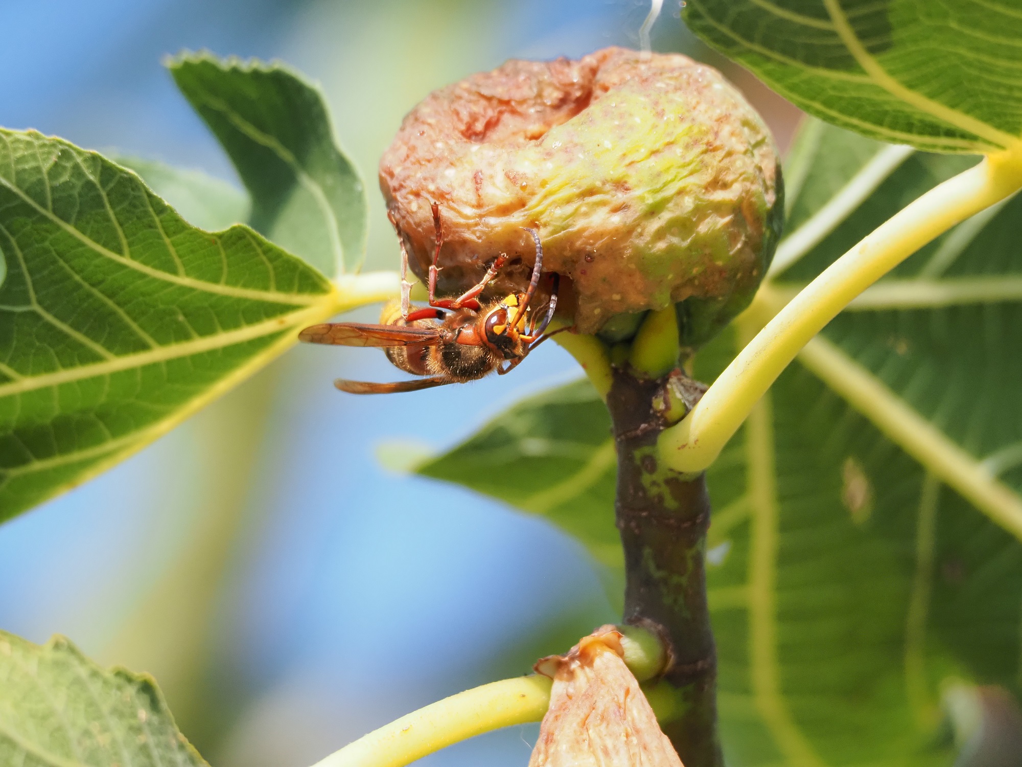 giant Asian hornet.... this is dangerous