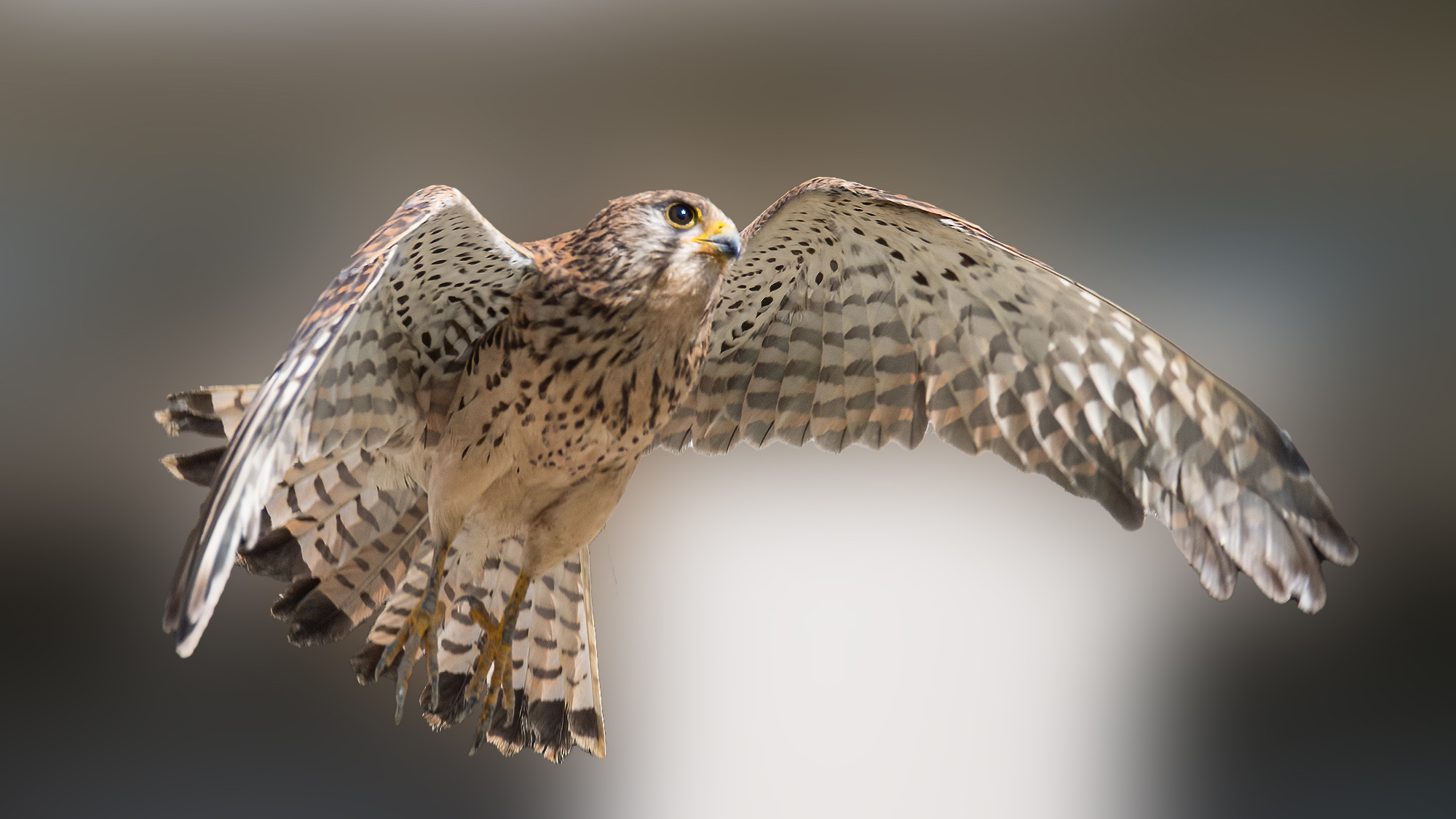 Kestrel