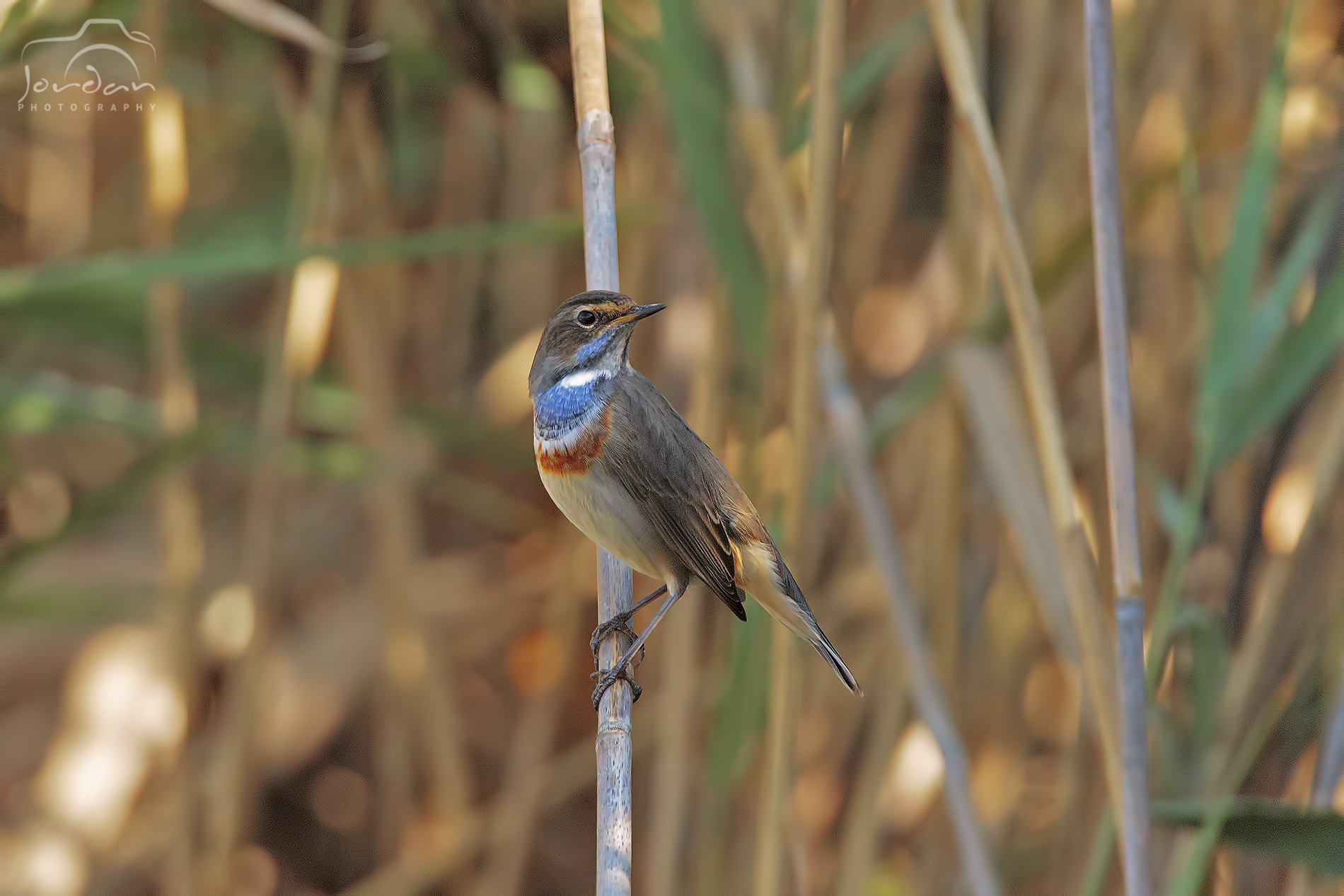 Bluethroat