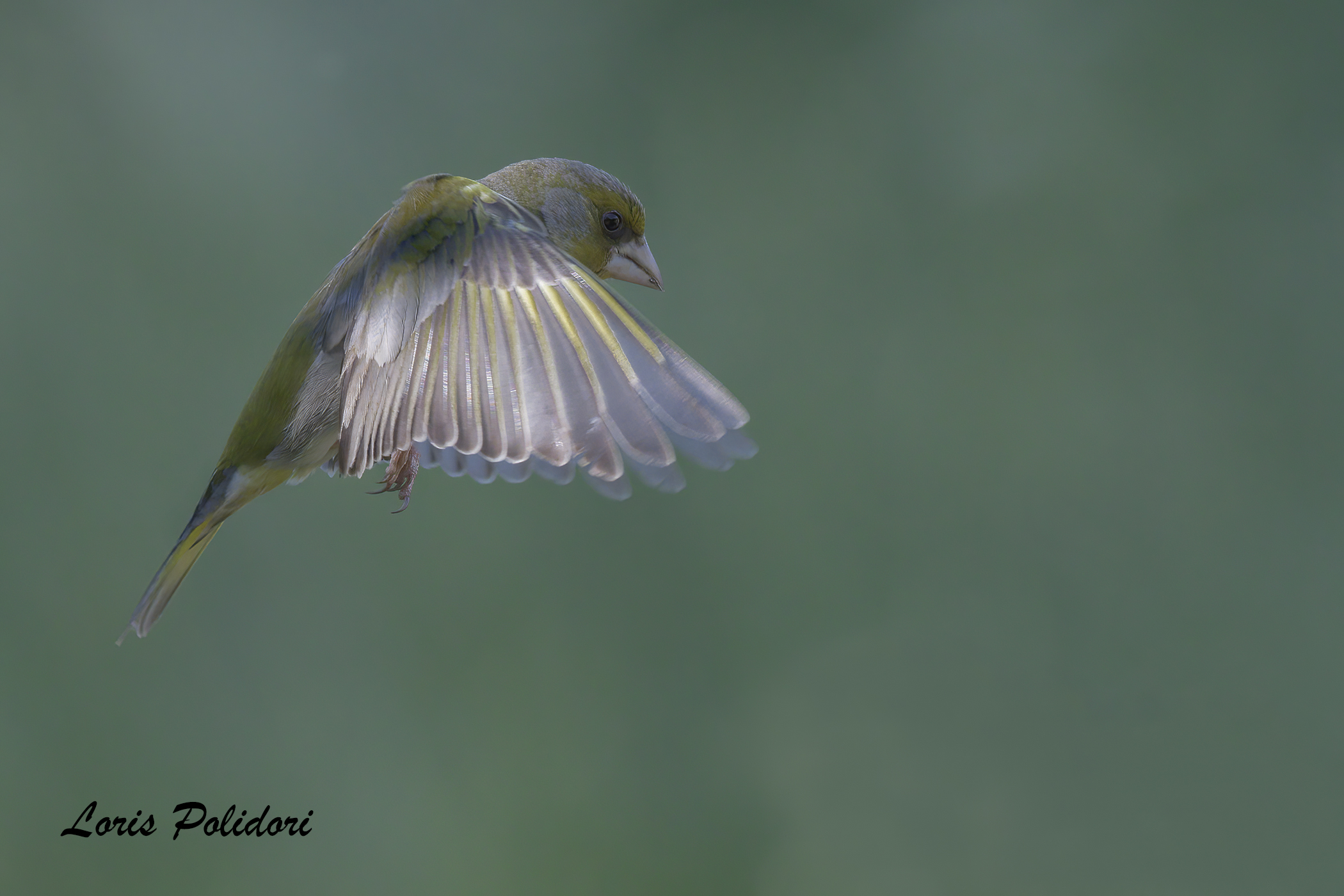 Verdone in volo