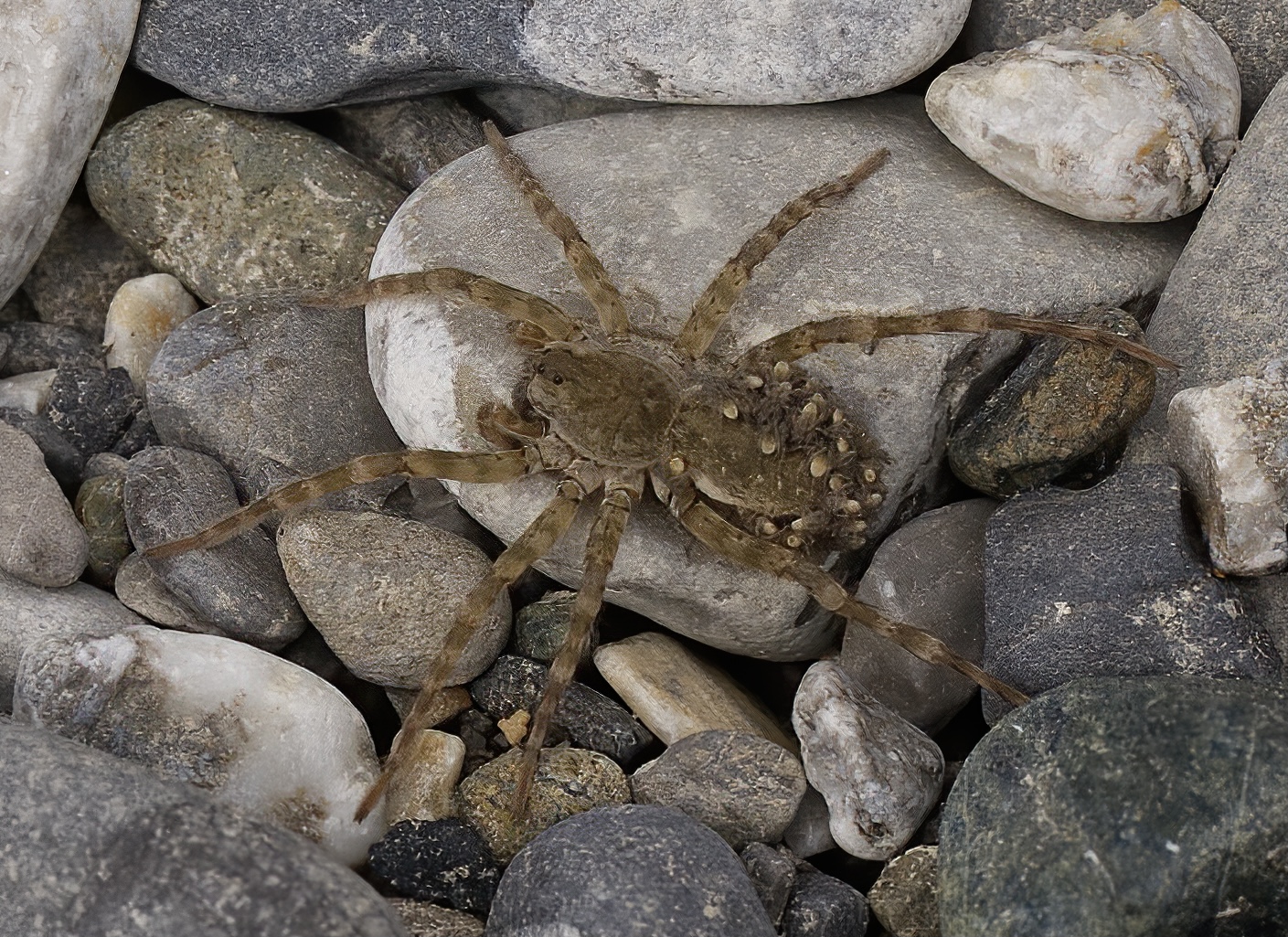 A spasso con i piccoli