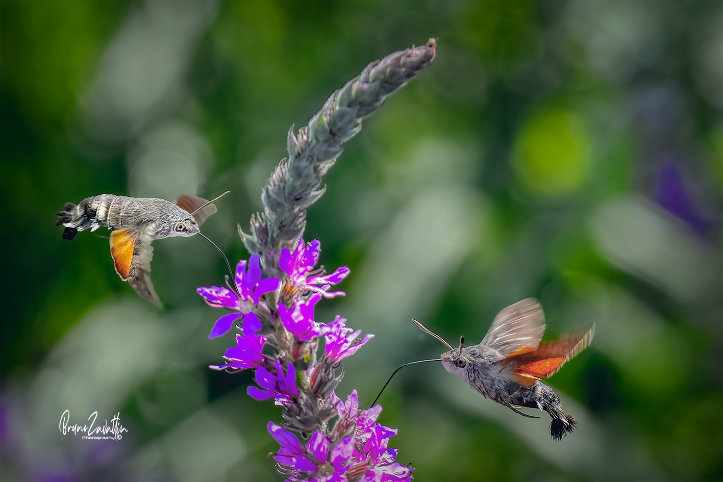 Sfinge-Colibrì "Macroglossum-stellatarum"