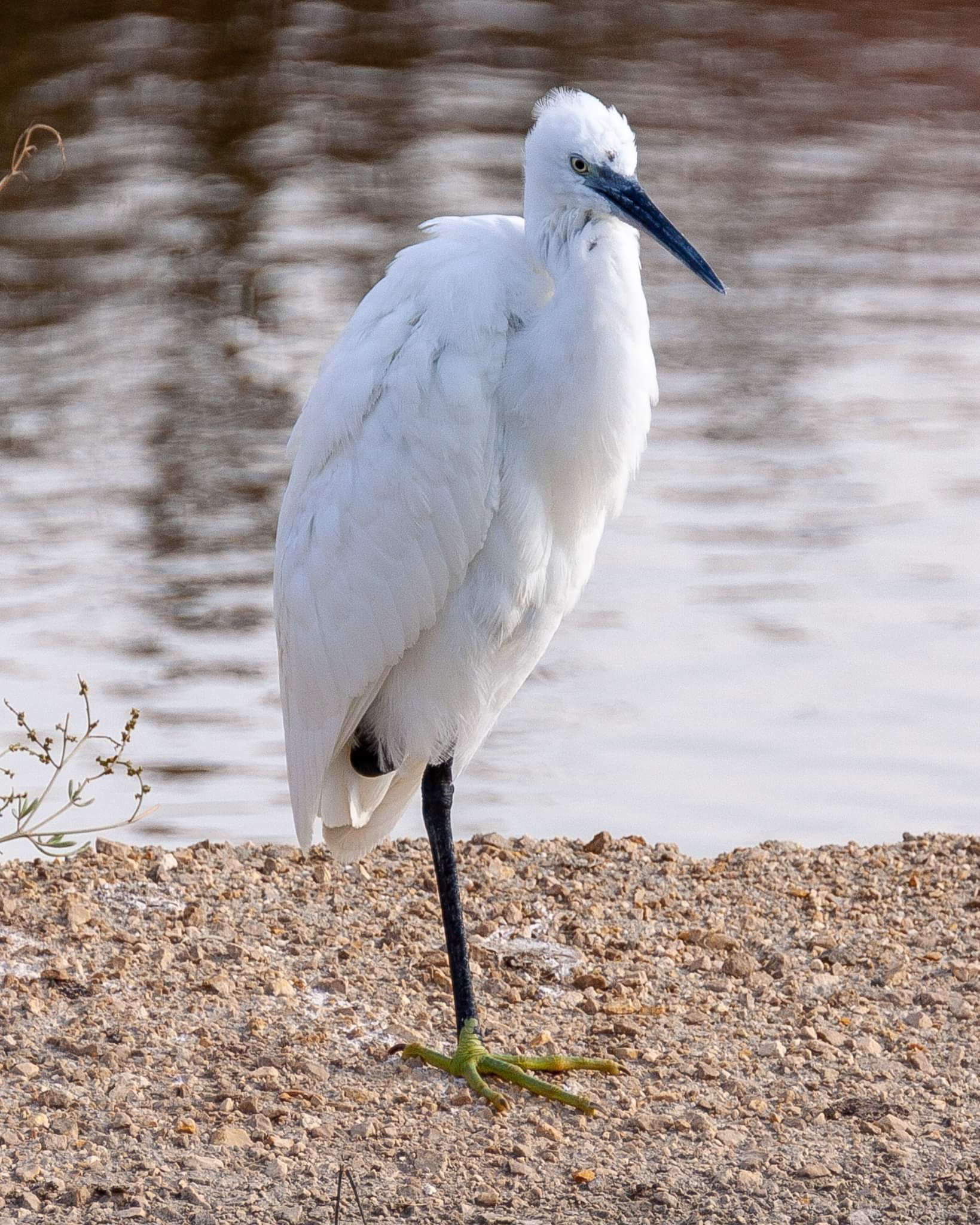 Garzella in the marine basin of Ugento