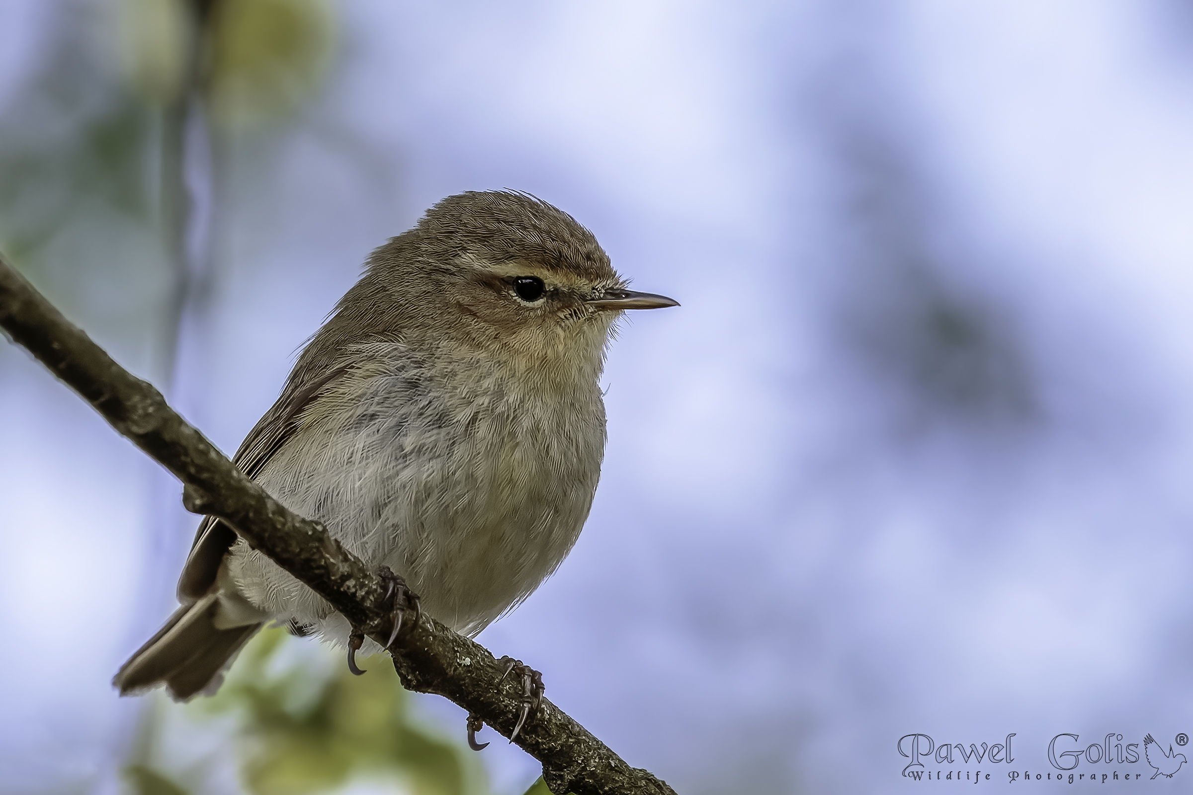 Common chiffchaff (Phylloscopus collybita)