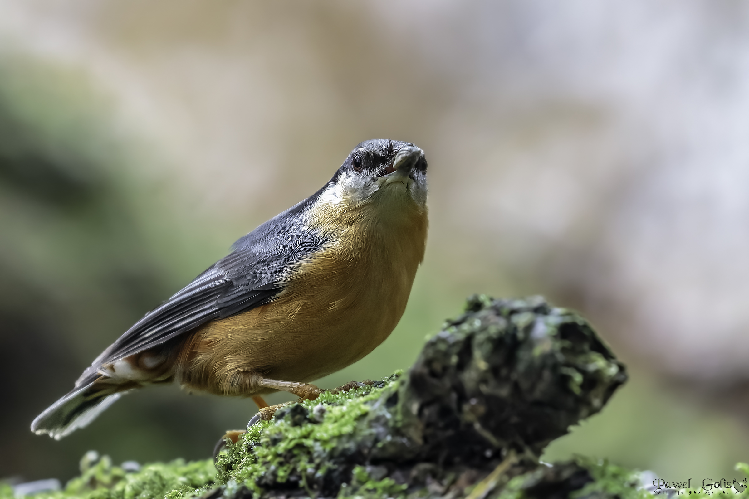 Nuthatch (Sitta europaea)