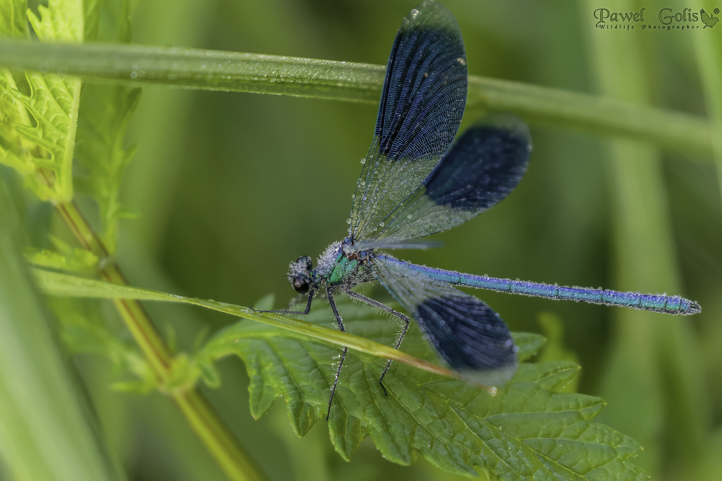 The banded demoiselle (Calopteryx splendens)
