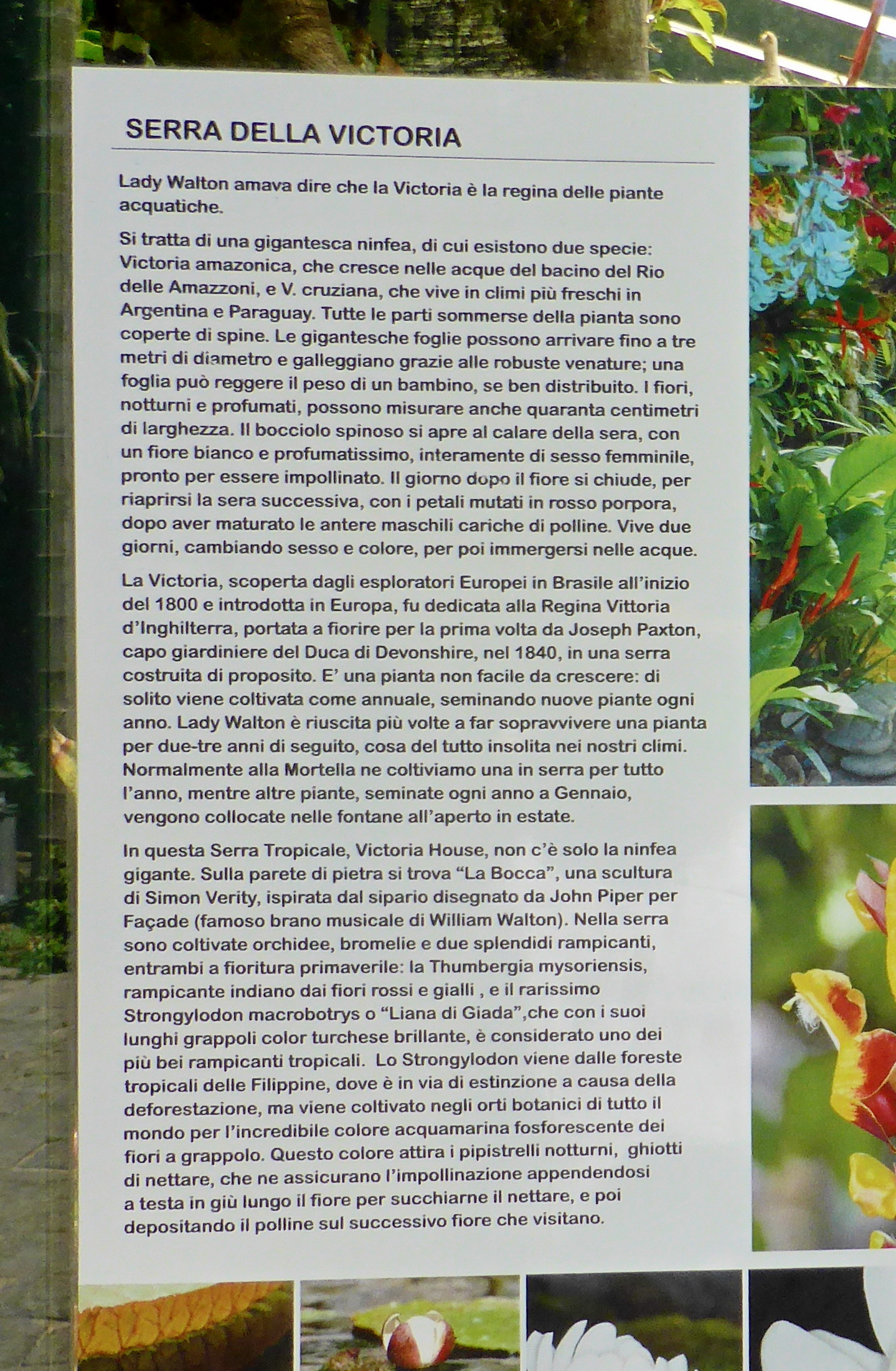 Ischia Forio, giardini della Mortella