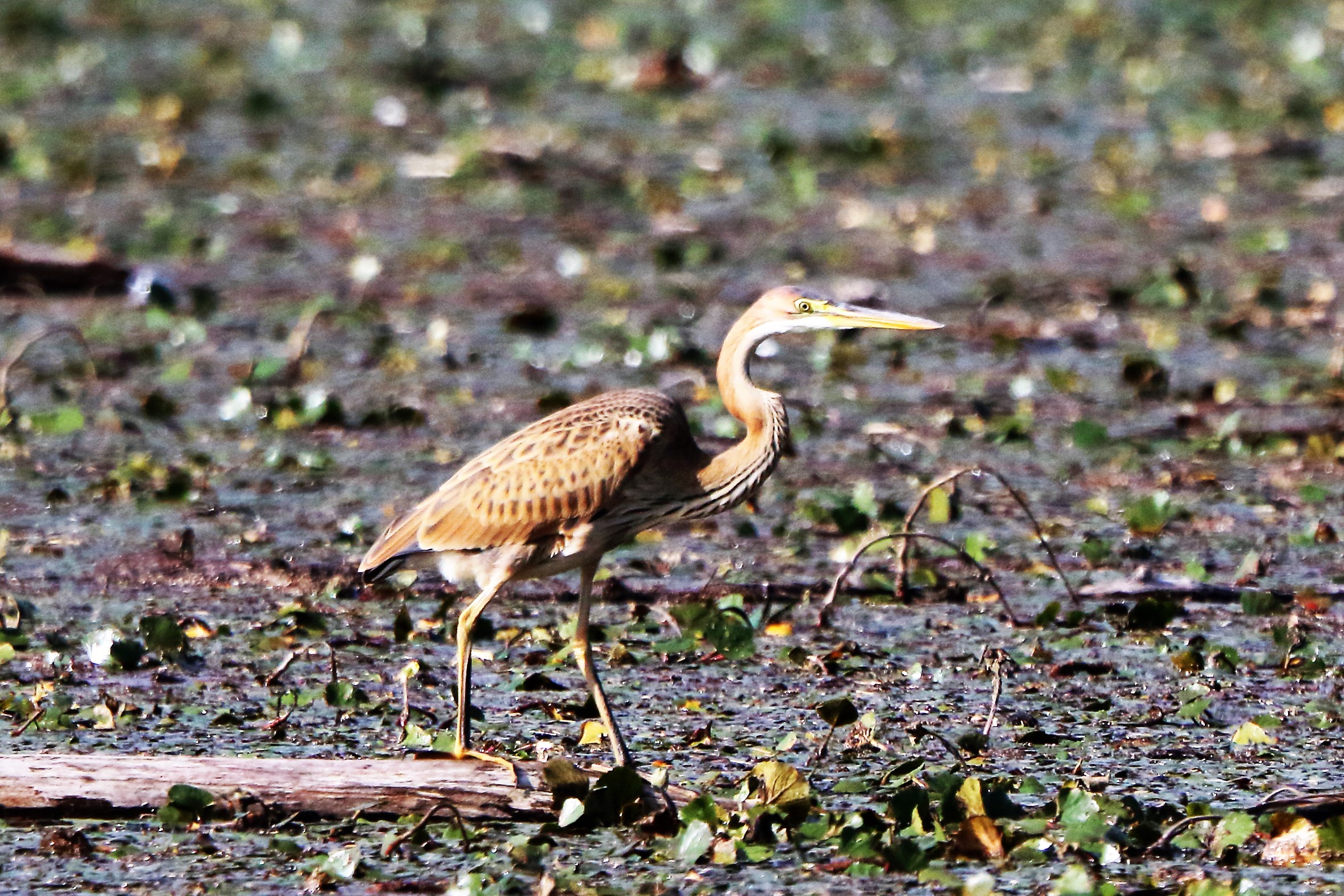 purple heron