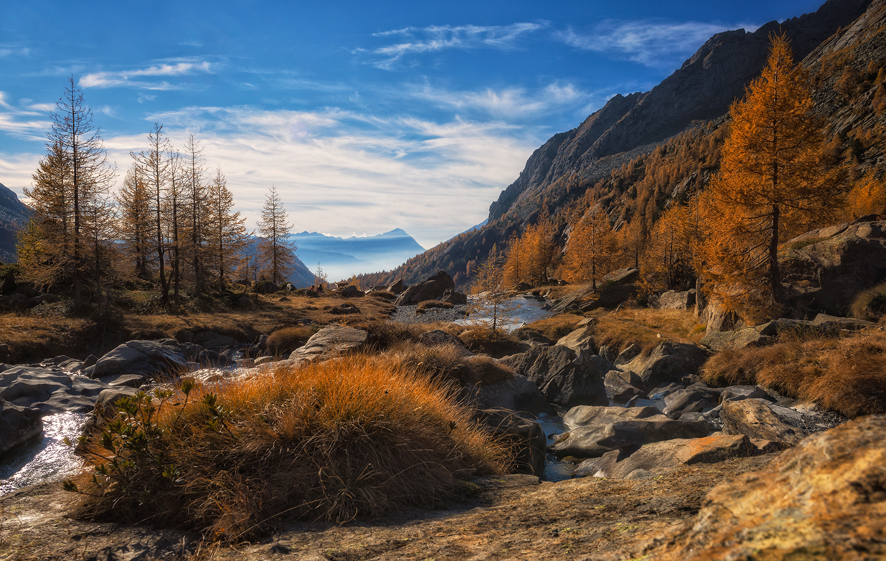 Predarossa is colored