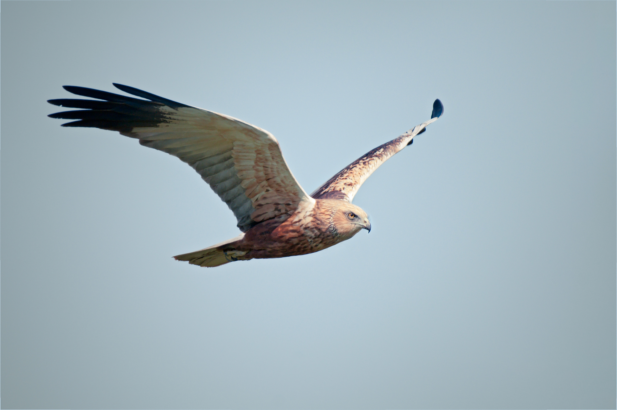 Marsh Harrier
